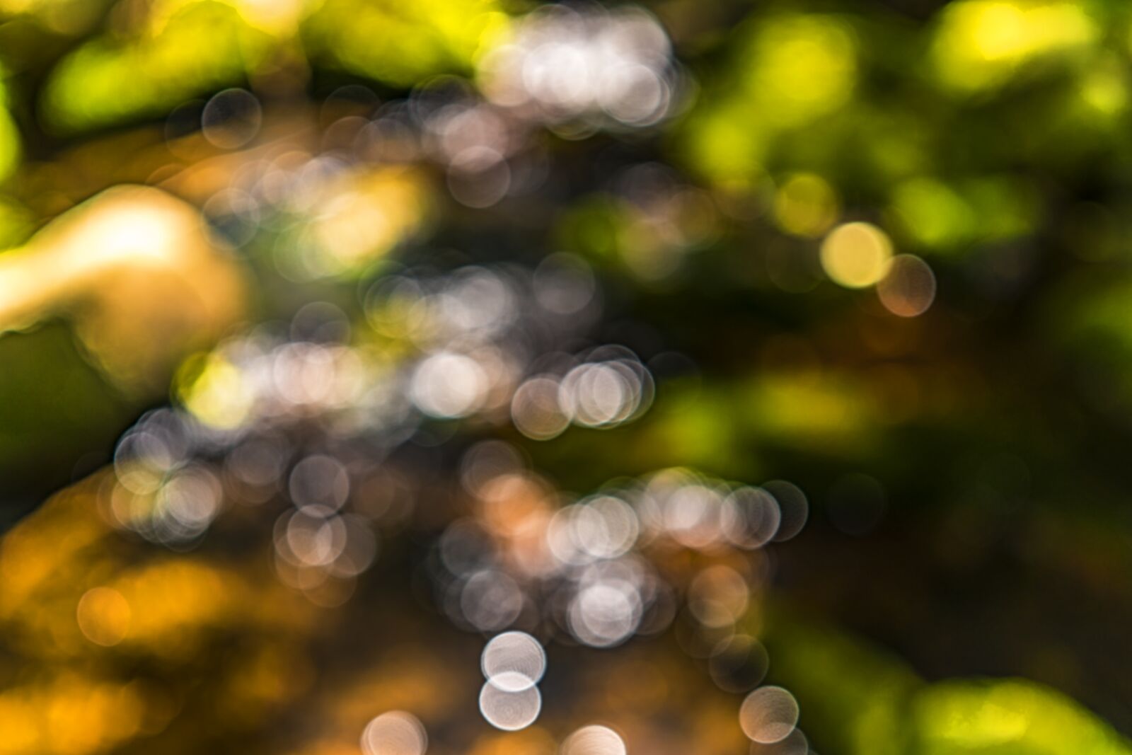 Sony a6300 + Sigma 30mm F2.8 EX DN sample photo. Bokeh, blur, background photography