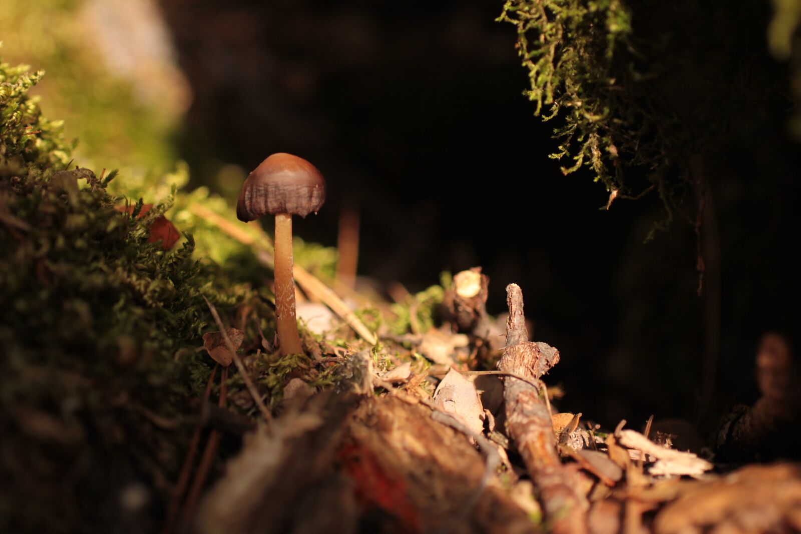 Canon EOS 60D sample photo. Mushroom, musk, green photography