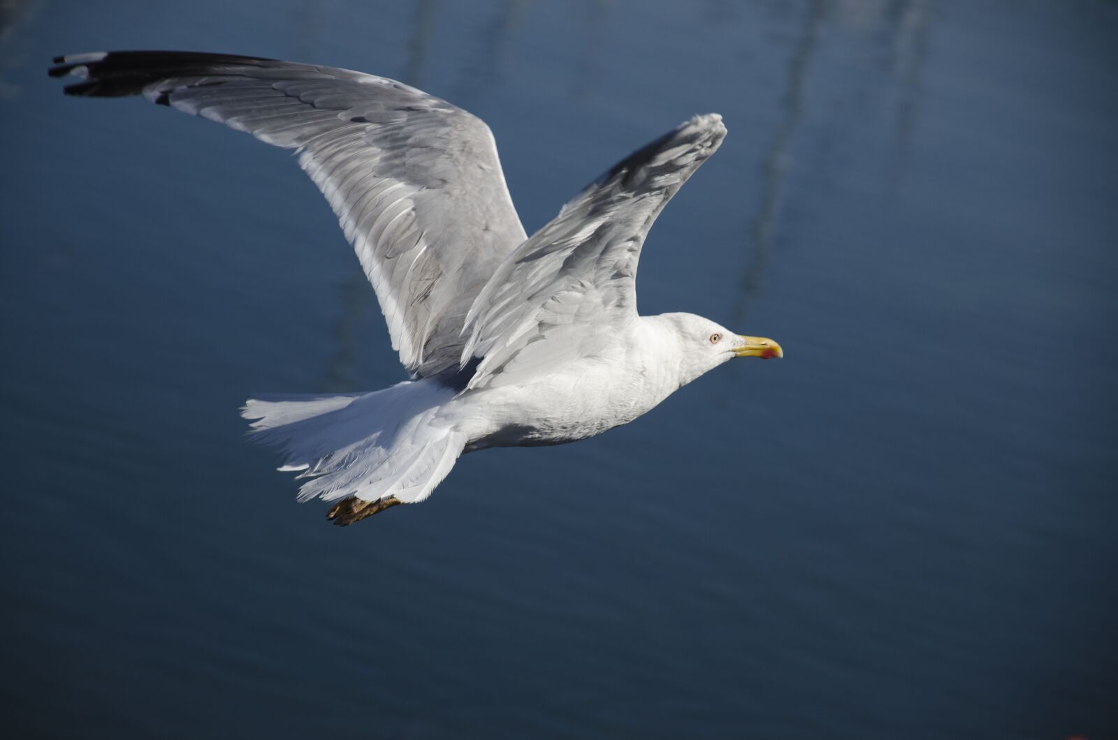 Nikon D7000 sample photo. Birds, seagull, flying photography