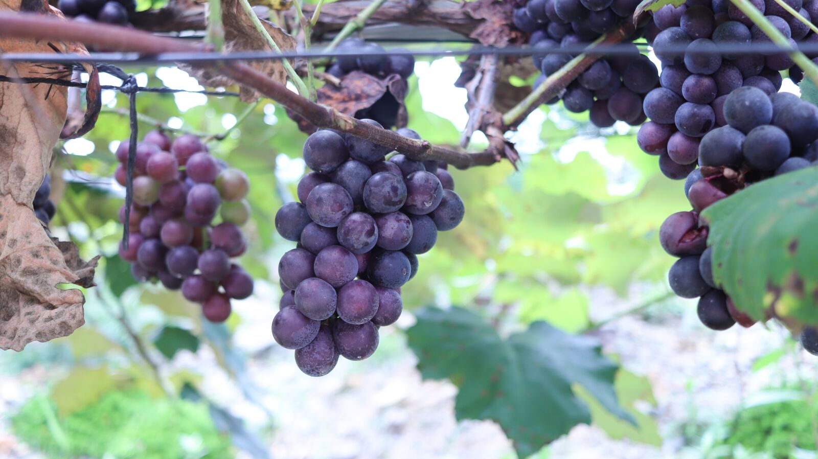 Canon EOS 200D (EOS Rebel SL2 / EOS Kiss X9) + Canon EF-S 24mm F2.8 STM sample photo. Grapes, fruit, plant photography