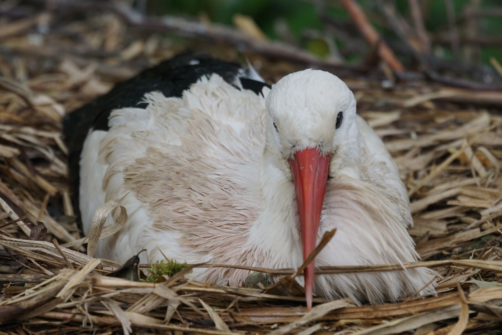Sony ILCA-77M2 + Sony 70-400mm F4-5.6 G SSM sample photo. Stork, rain, breed photography