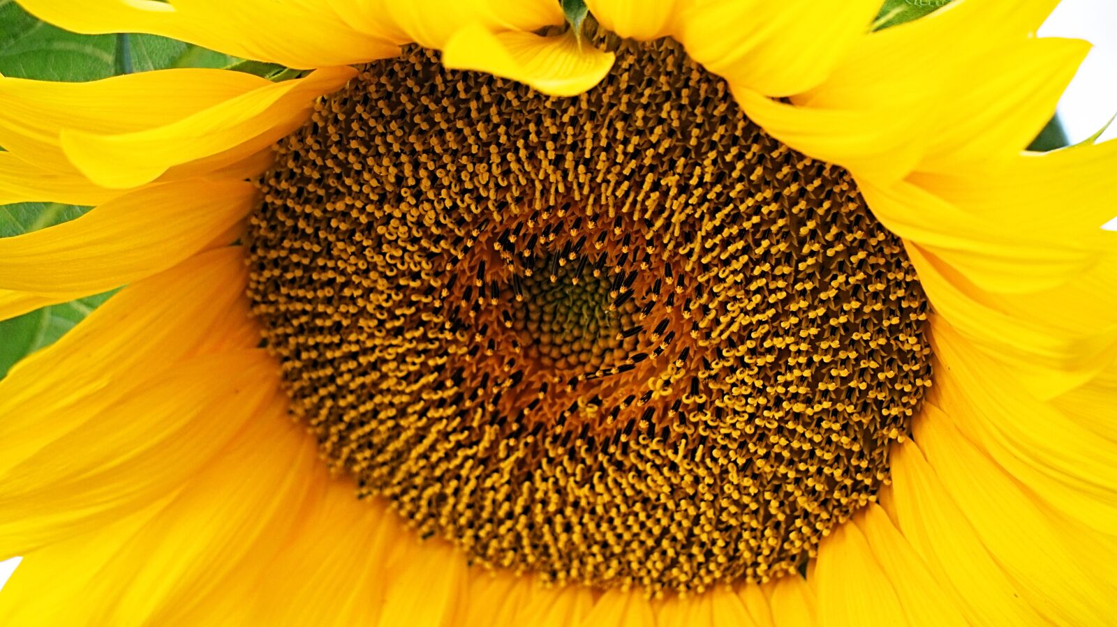 Sony Alpha a5000 (ILCE 5000) + Sony E 55-210mm F4.5-6.3 OSS sample photo. Sunflower, blossom, bloom photography