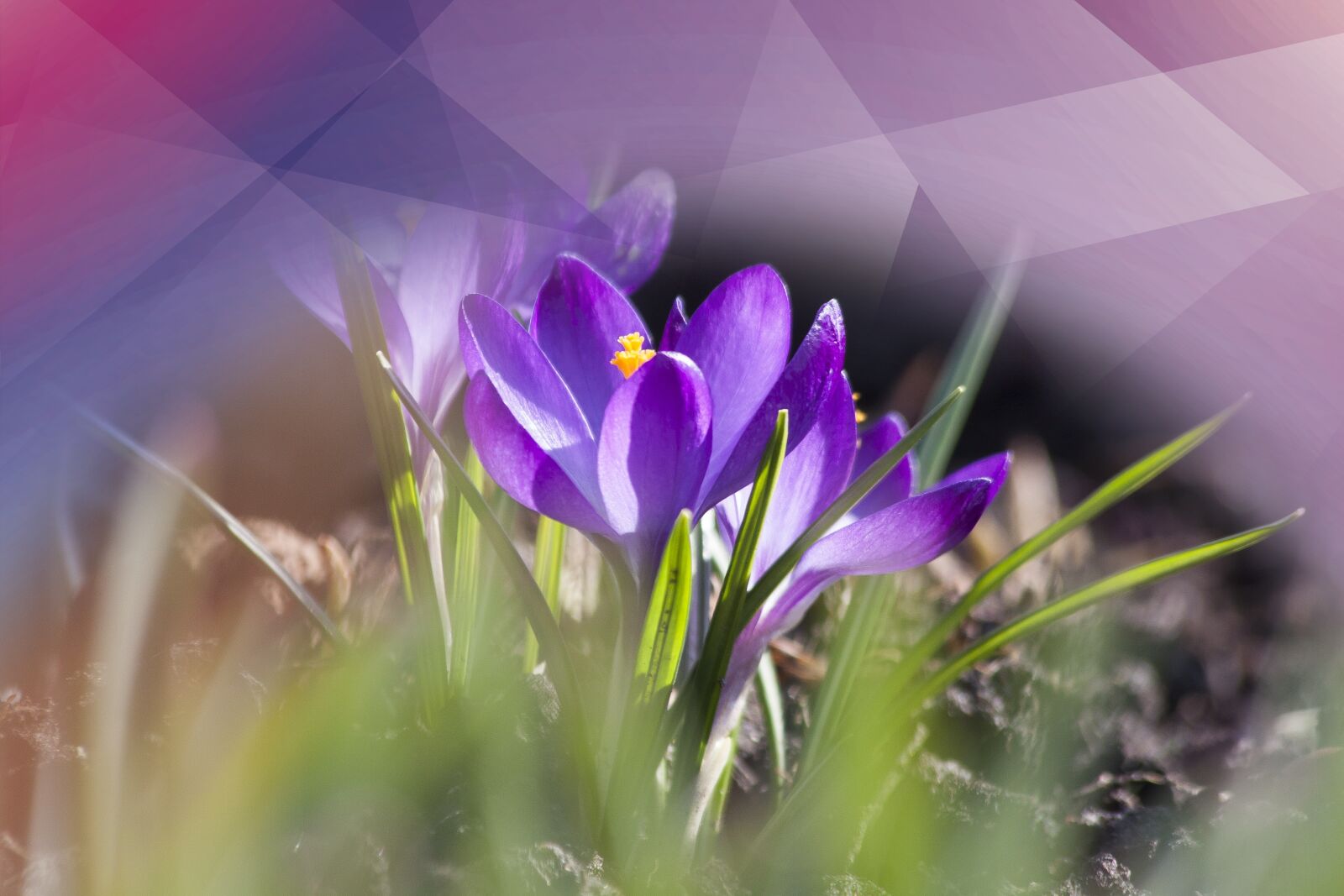 Canon EOS 50D sample photo. Crocus, violet, polygonal photography