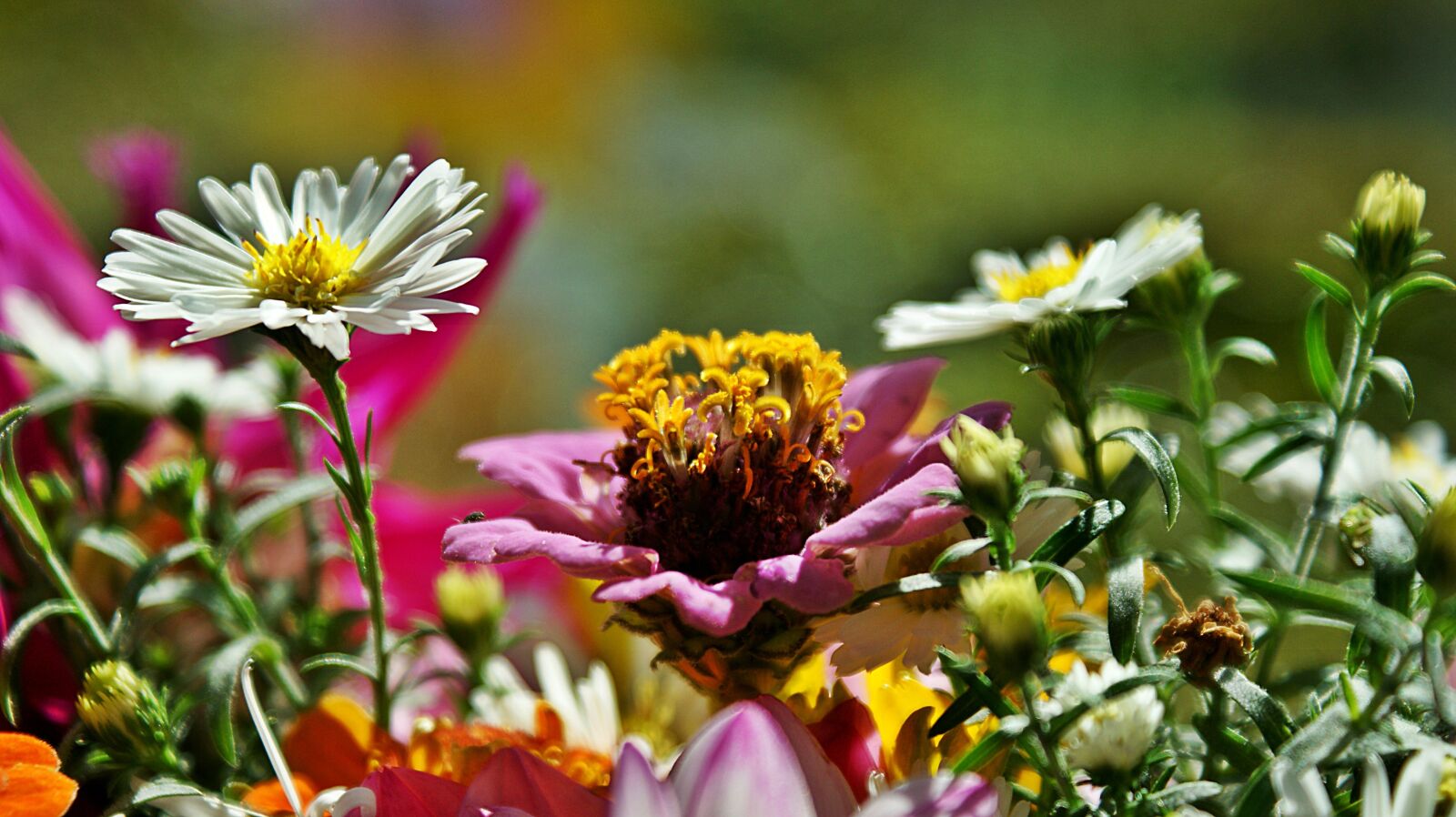 Sony Alpha DSLR-A350 sample photo. Bouquet, flowers, colors photography