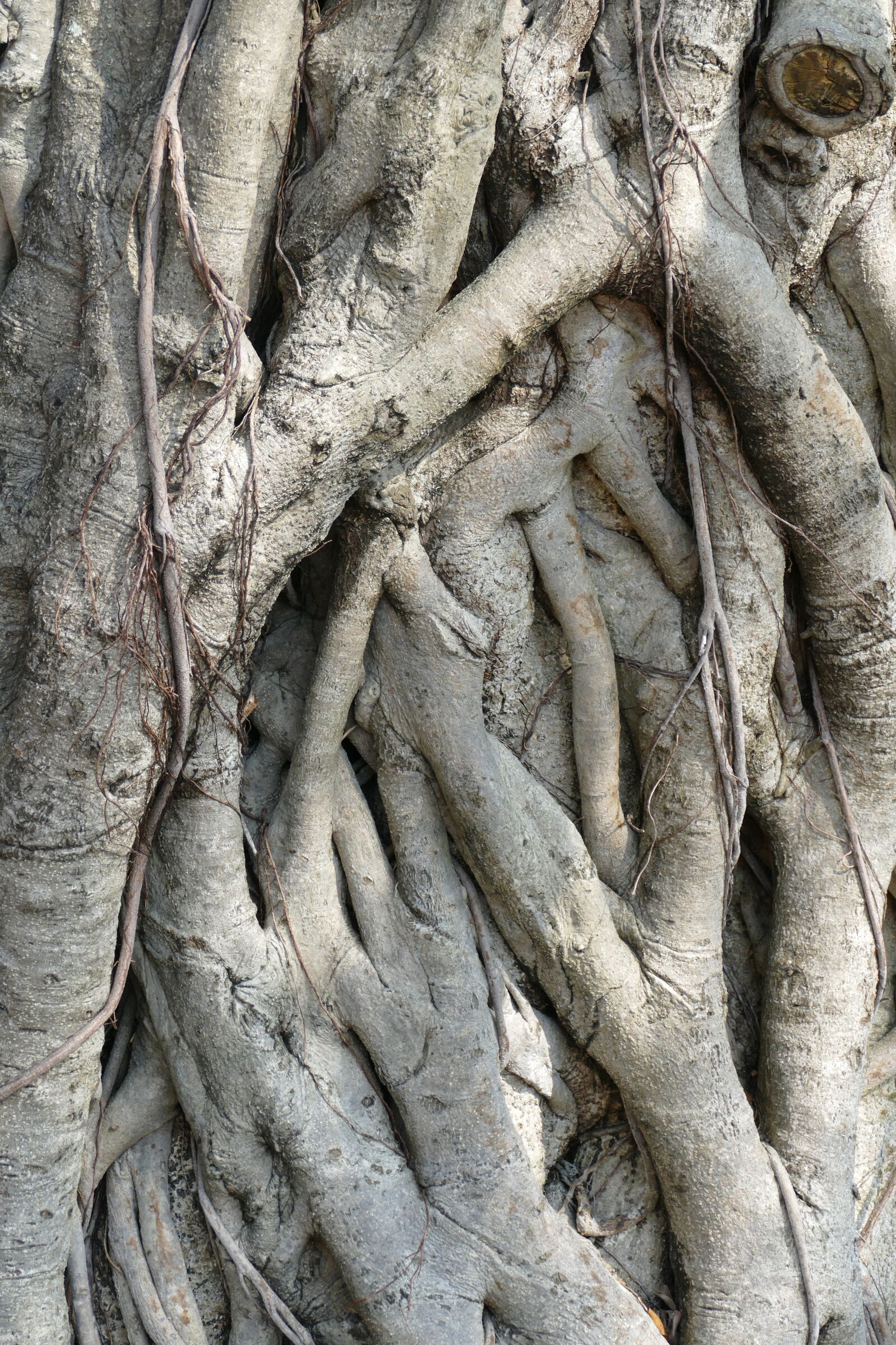Panasonic Lumix DMC-FZ1000 sample photo. Tree, root, nature photography