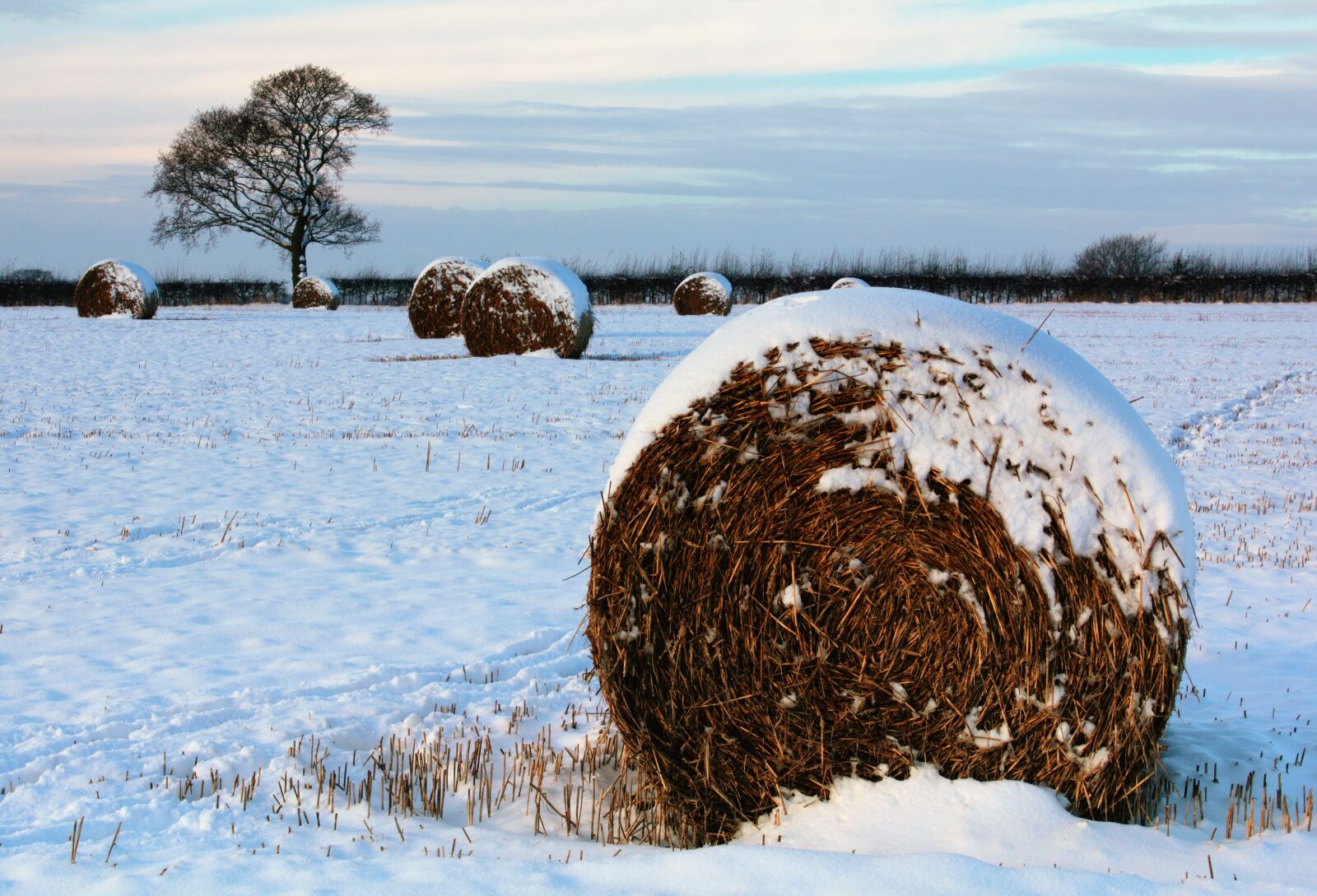 Canon EOS 550D (EOS Rebel T2i / EOS Kiss X4) sample photo. Farm, field, hay, hay photography