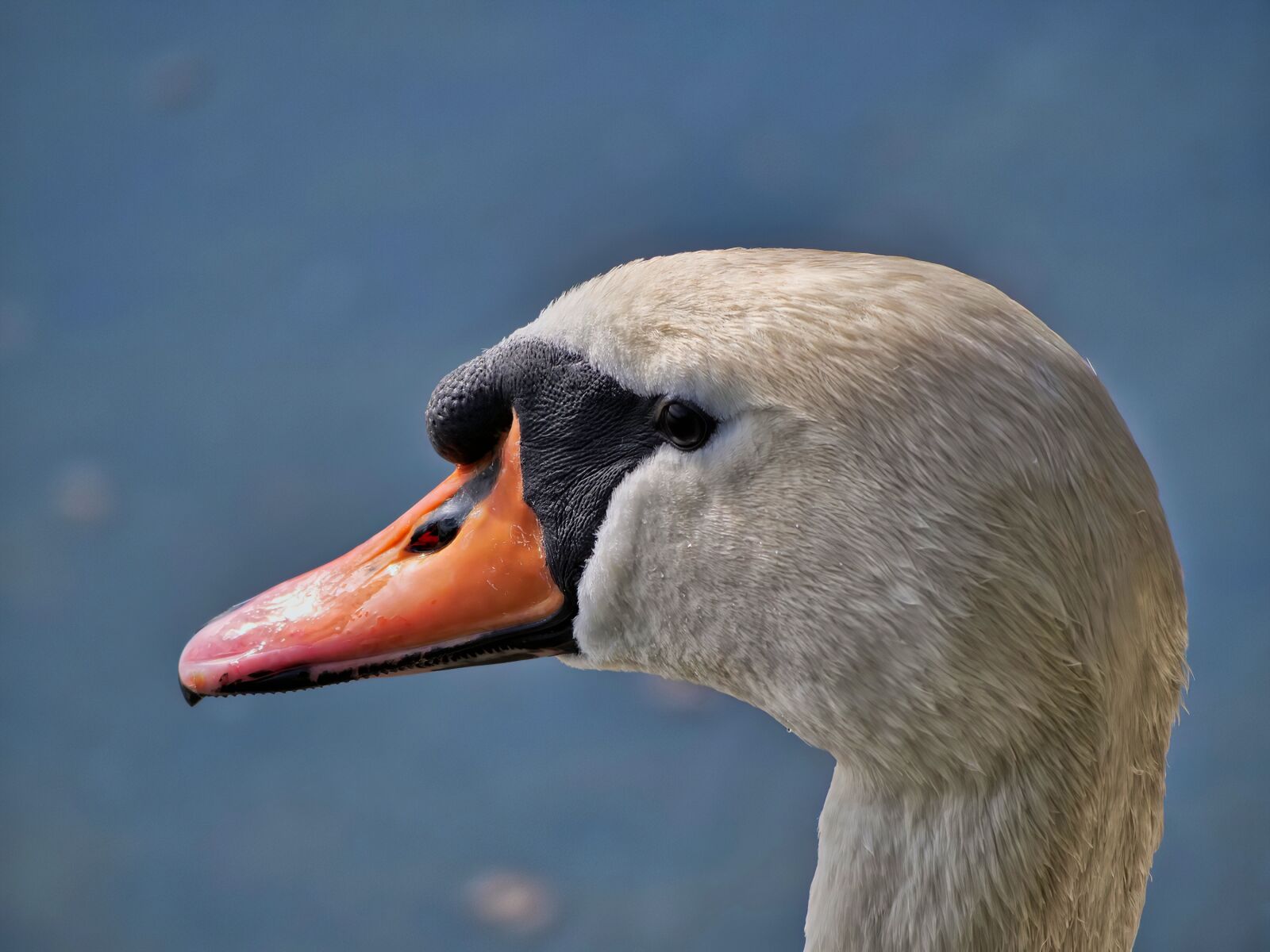 Panasonic Lumix DC-G9 sample photo. Swan, head, beak photography