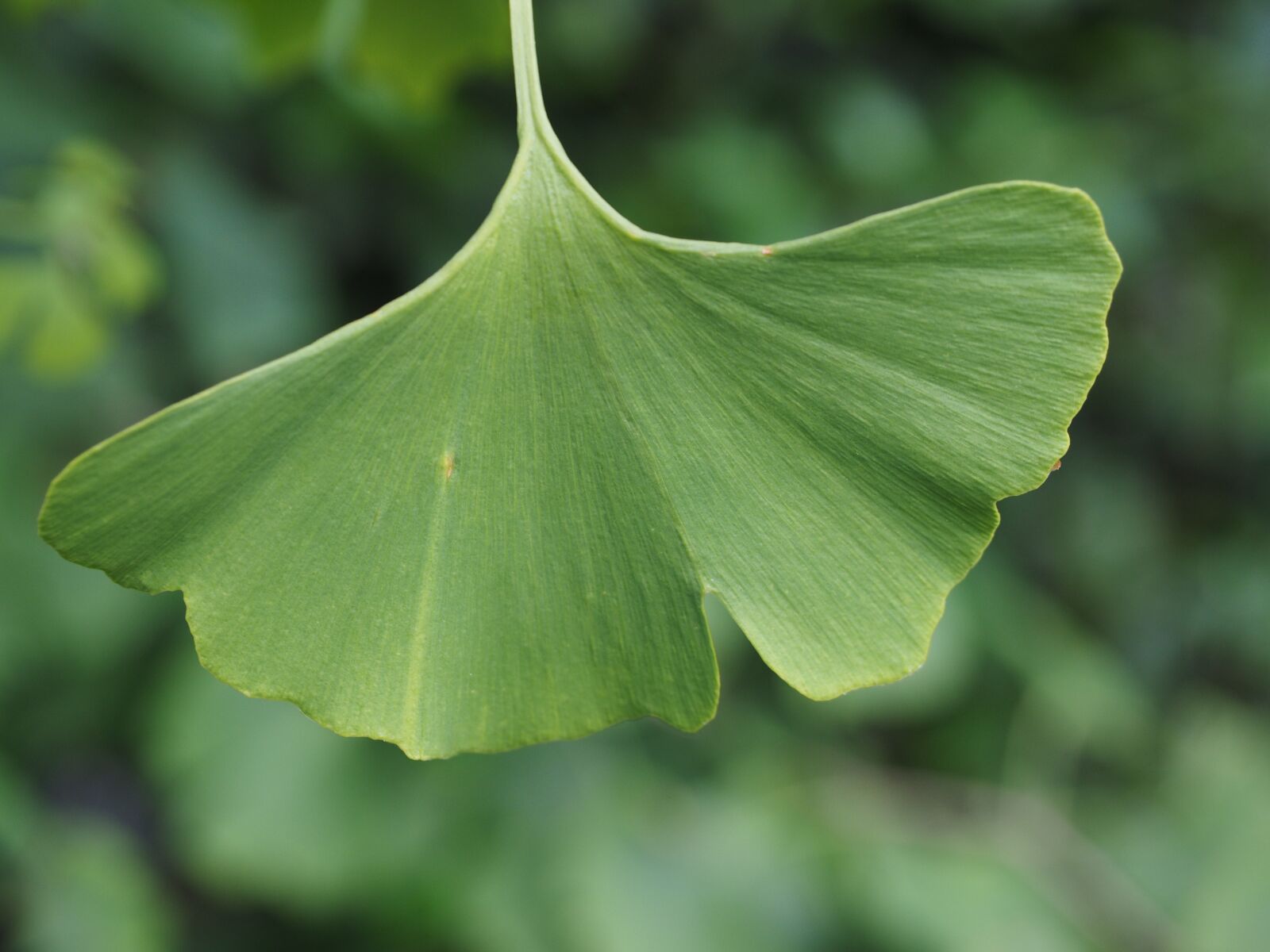 Olympus OM-D E-M1 + Olympus M.Zuiko Digital ED 12-40mm F2.8 Pro sample photo. Leaf, ginko, ginkgo leaf photography