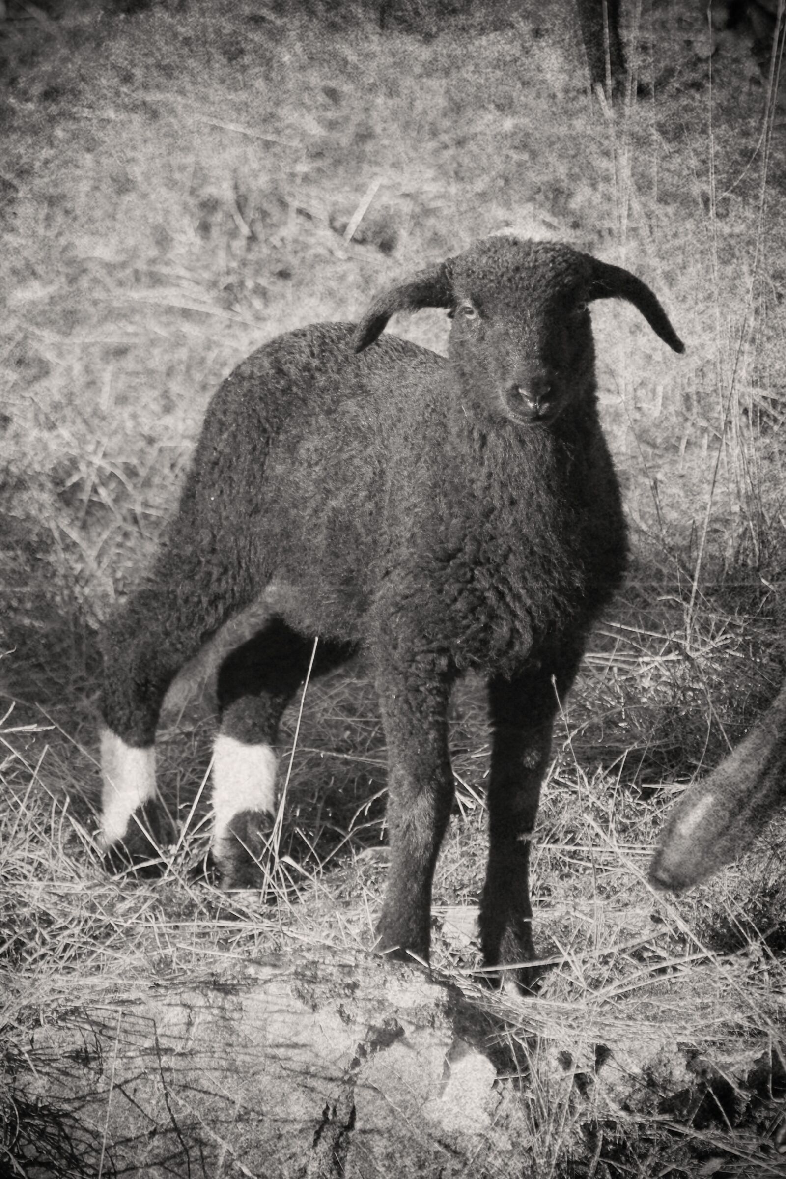Canon EOS 60D sample photo. Lamb, sheep, wool photography