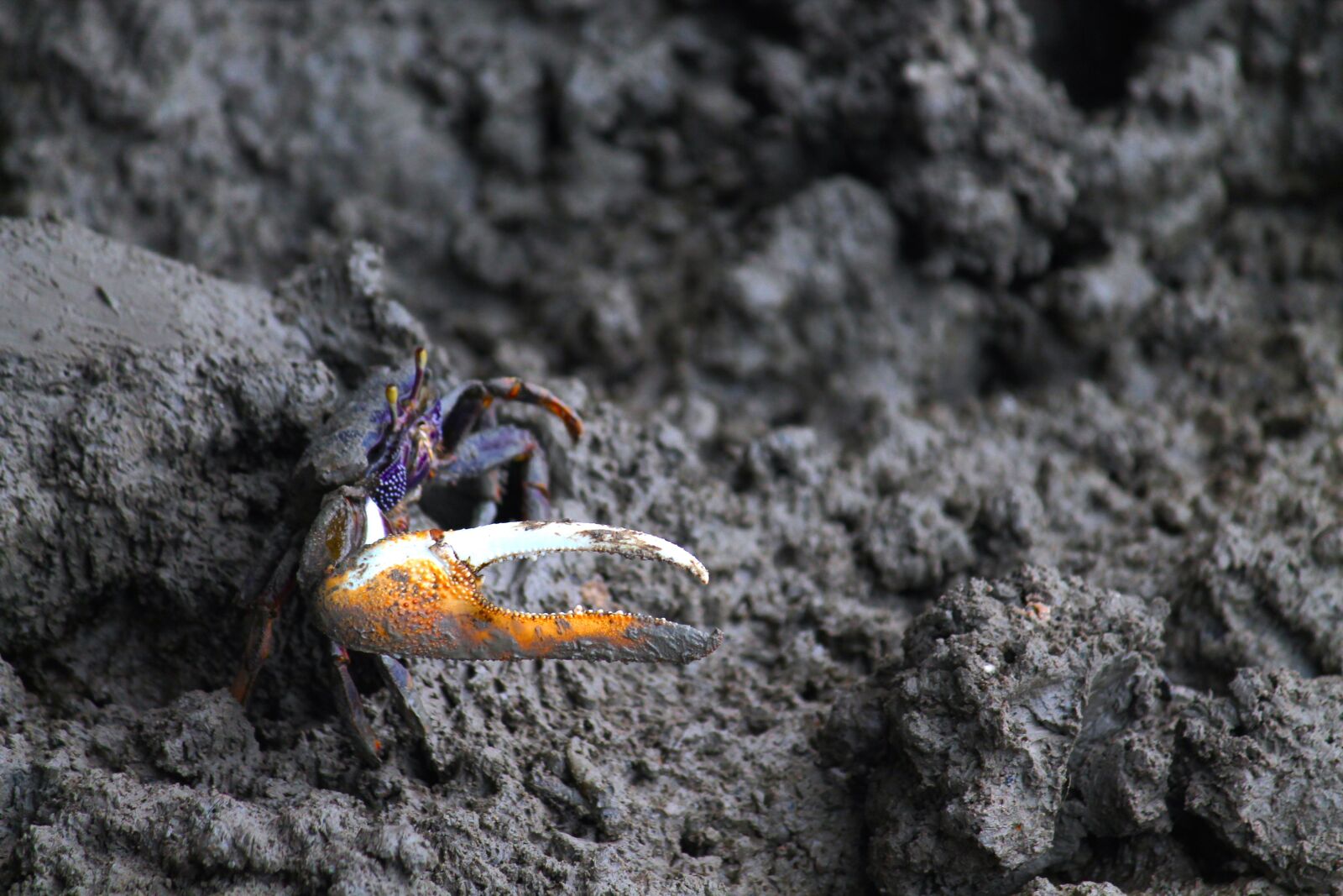 Canon EOS 1100D (EOS Rebel T3 / EOS Kiss X50) + Canon EF-S 55-250mm F4-5.6 IS sample photo. Fiddler crab, crab, scissors photography