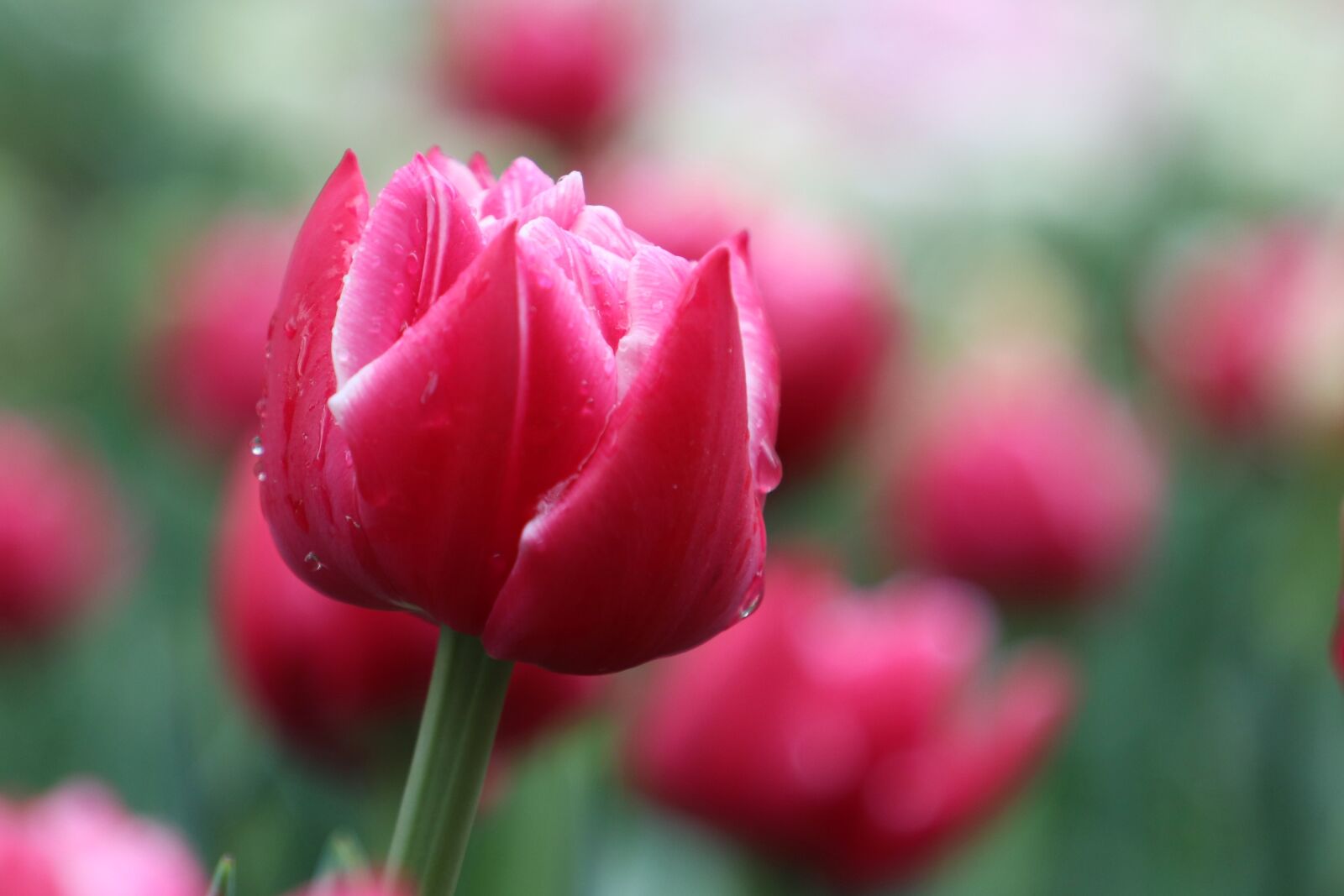 Canon EOS 77D (EOS 9000D / EOS 770D) sample photo. Tulip, drops, spring photography