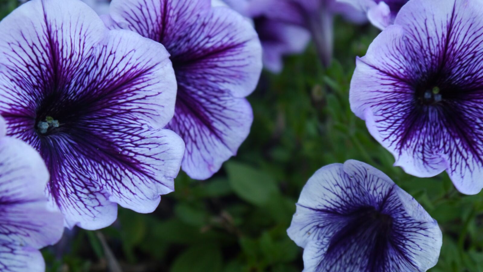 Panasonic Lumix DMC-G3 sample photo. Purple, flower, close up photography
