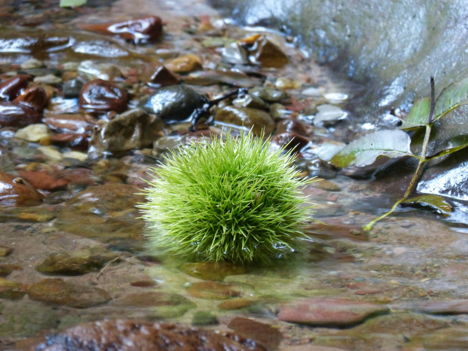 Panasonic DMC-FZ62 sample photo. Chestnut, river, skewers photography