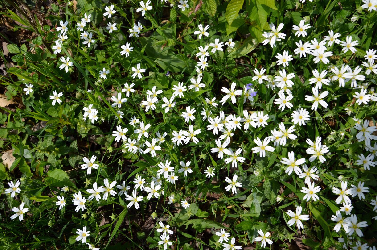 Nikon D5100 sample photo. Larger-star premiere, spring, flowers photography