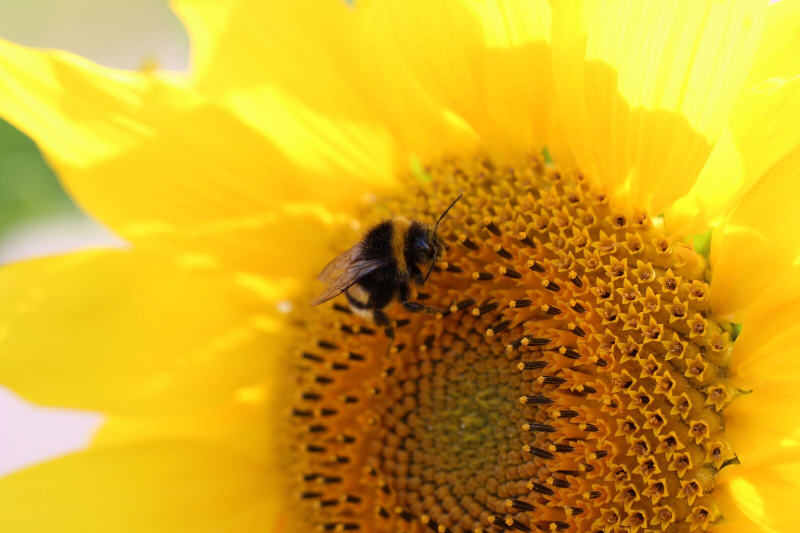 Canon EOS 1200D (EOS Rebel T5 / EOS Kiss X70 / EOS Hi) sample photo. Sunflower, hummel, yellow photography