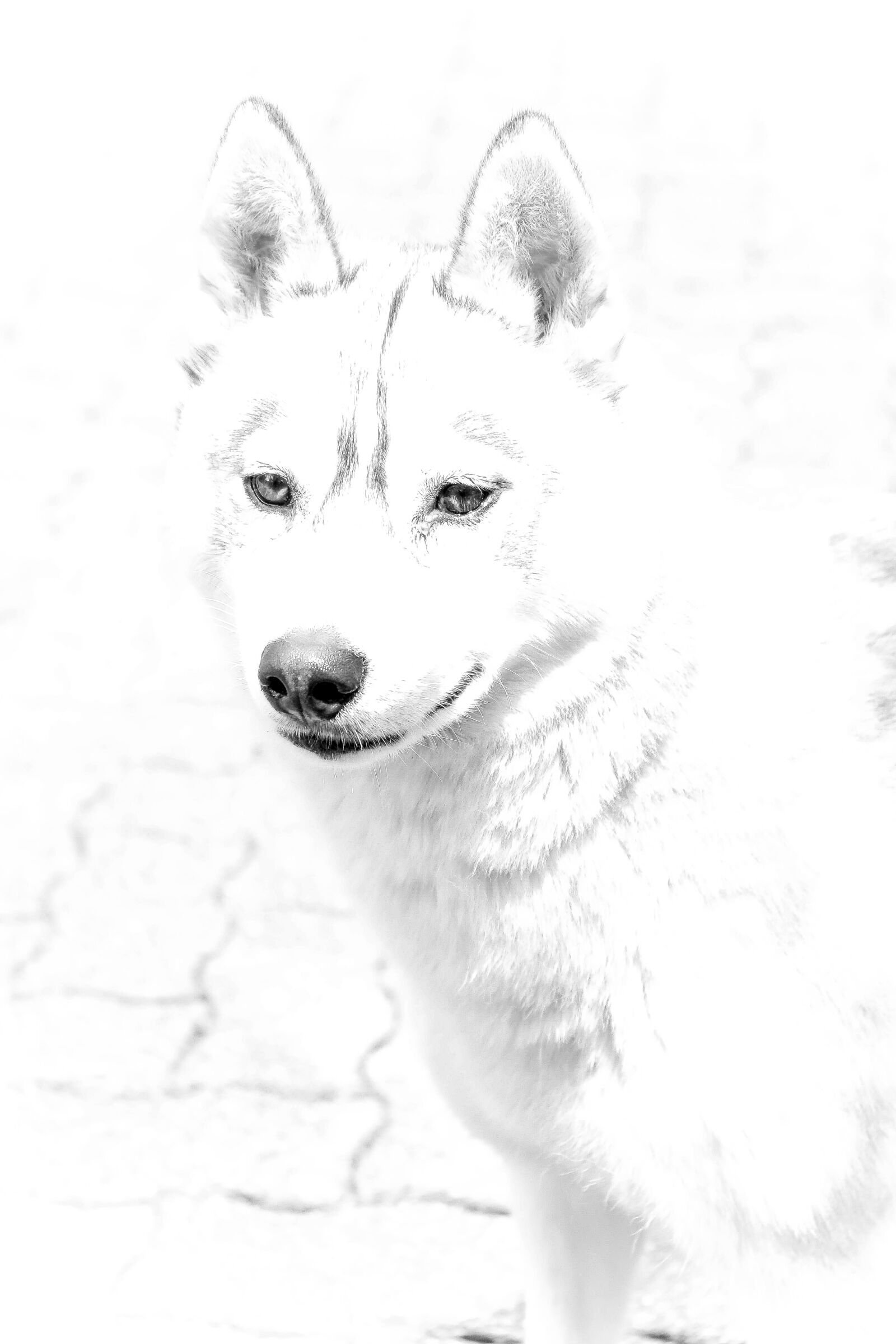 Canon EOS 70D sample photo. Dog, husky, dog-in-sled photography