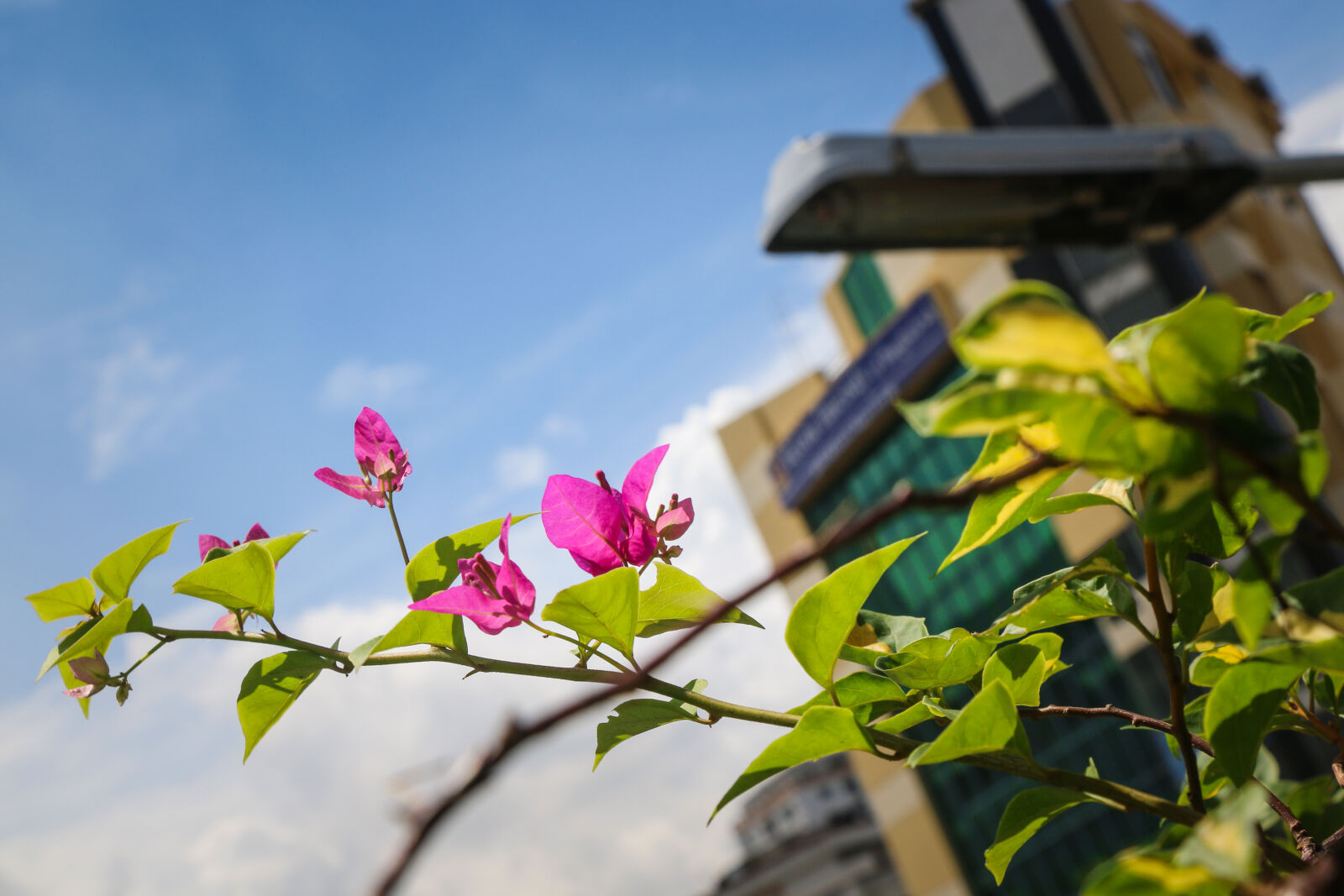 Canon EOS 70D sample photo