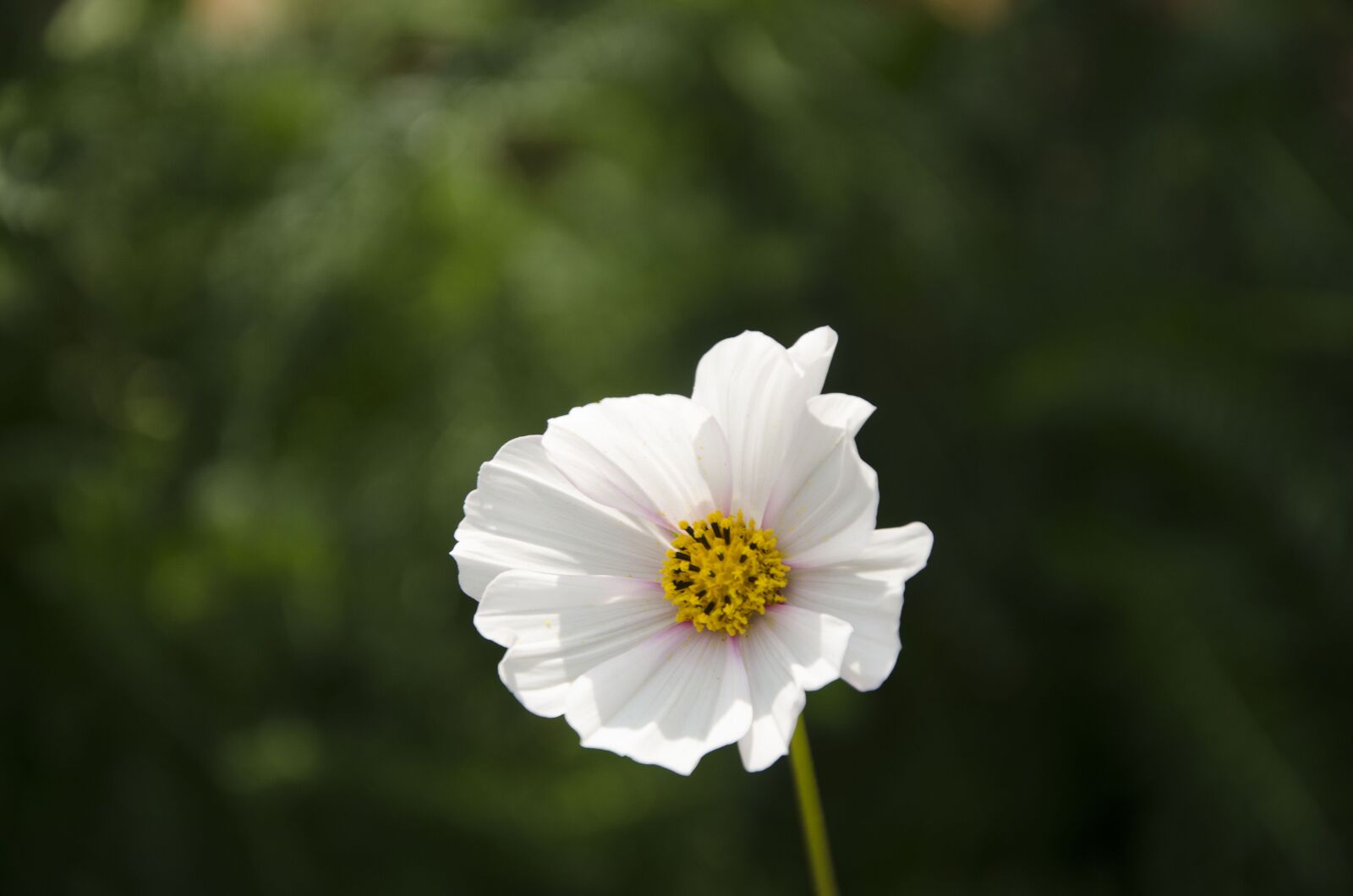 Nikon D7000 sample photo. Flower, white flower, nature photography