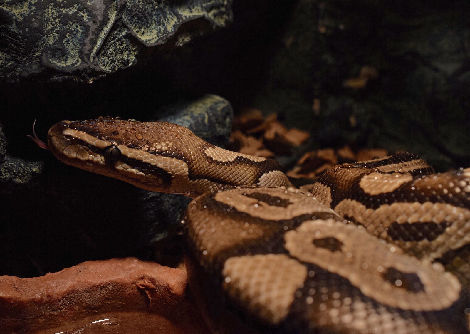 Nikon D5300 sample photo. Snakehead, yellow, drop of photography