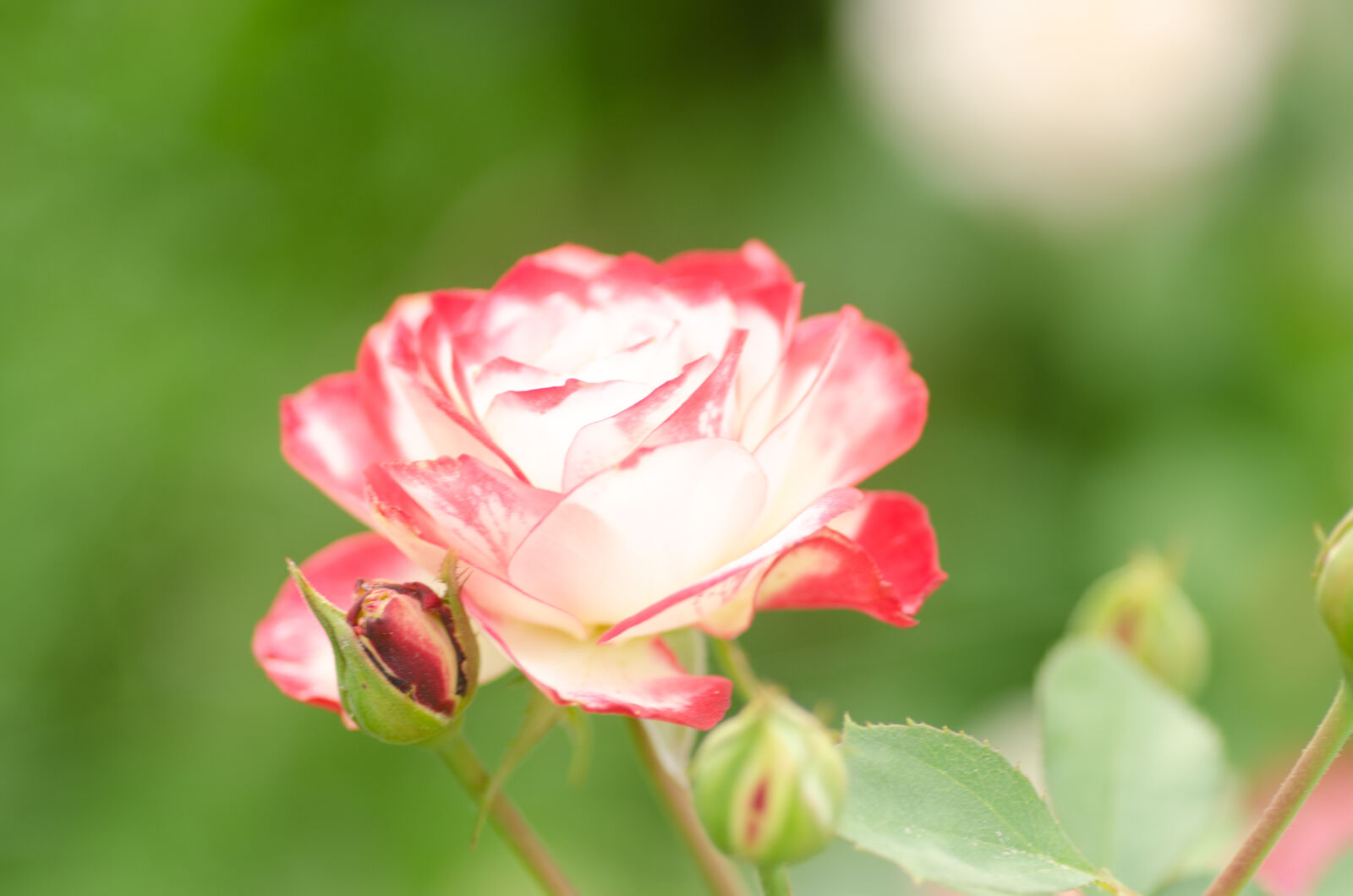 Tamron SP AF 90mm F2.8 Di Macro sample photo