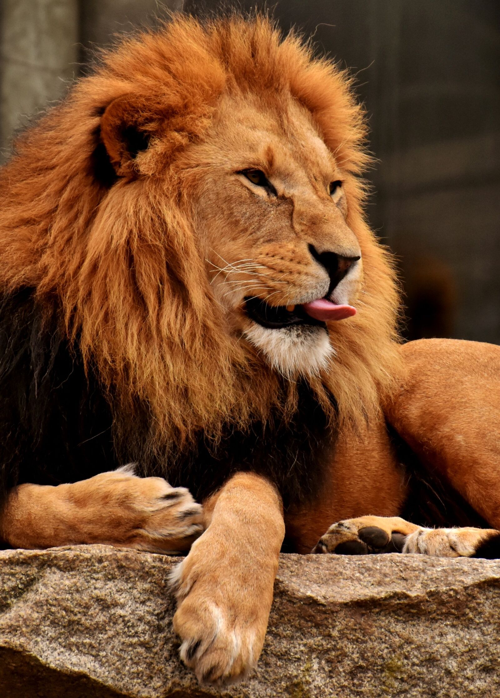 Nikon D7200 sample photo. Lion, predator, dangerous photography