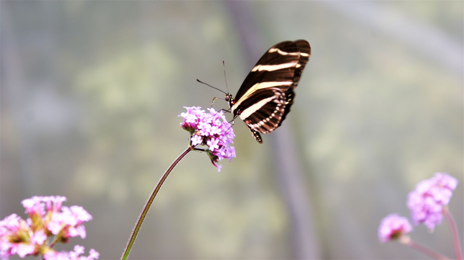 Sony Alpha DSLR-A350 sample photo. Butterfly, flower, nectar photography