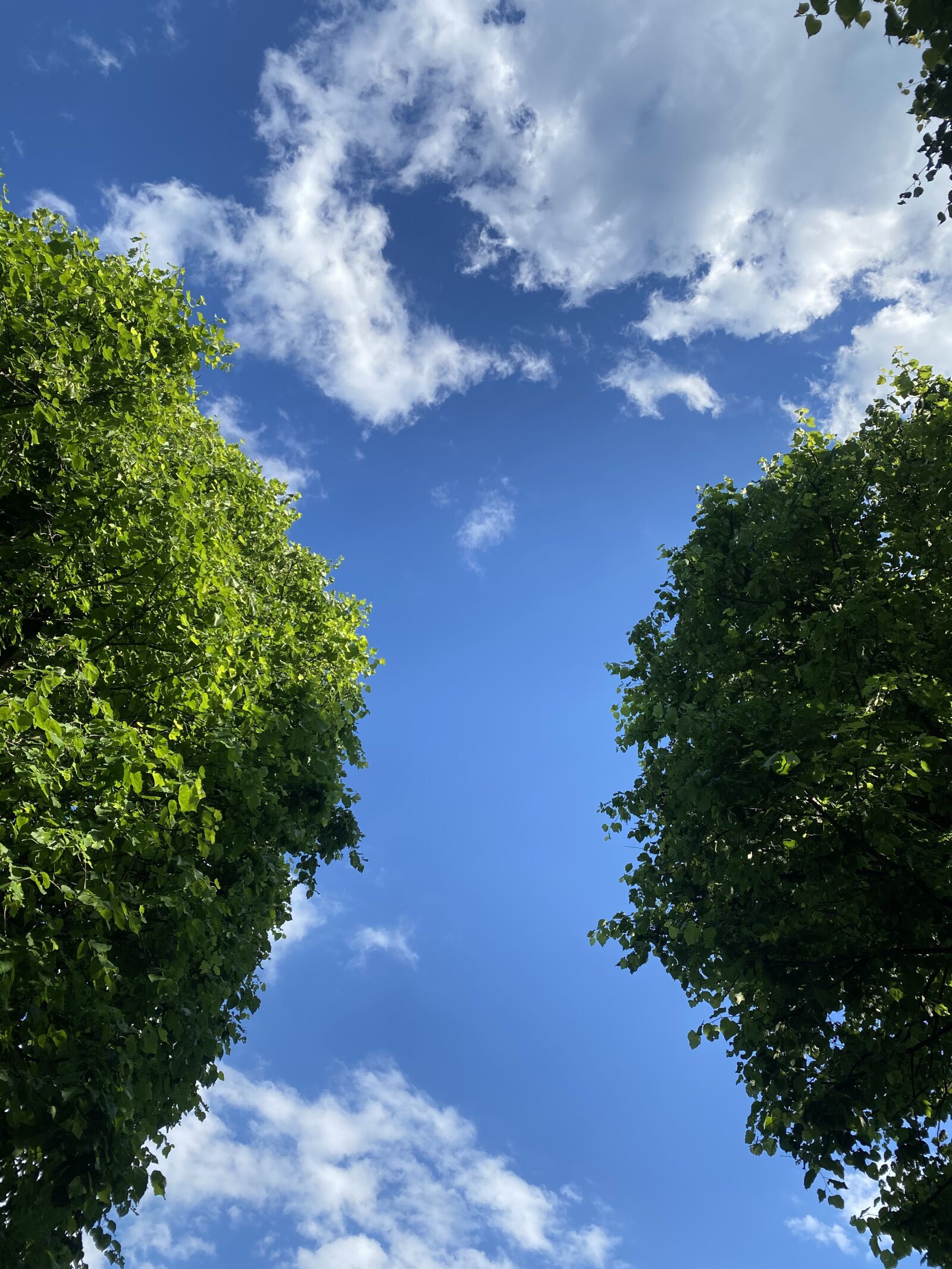 iPhone 11 Pro Max back triple camera 4.25mm f/1.8 sample photo. June, trees, calm photography