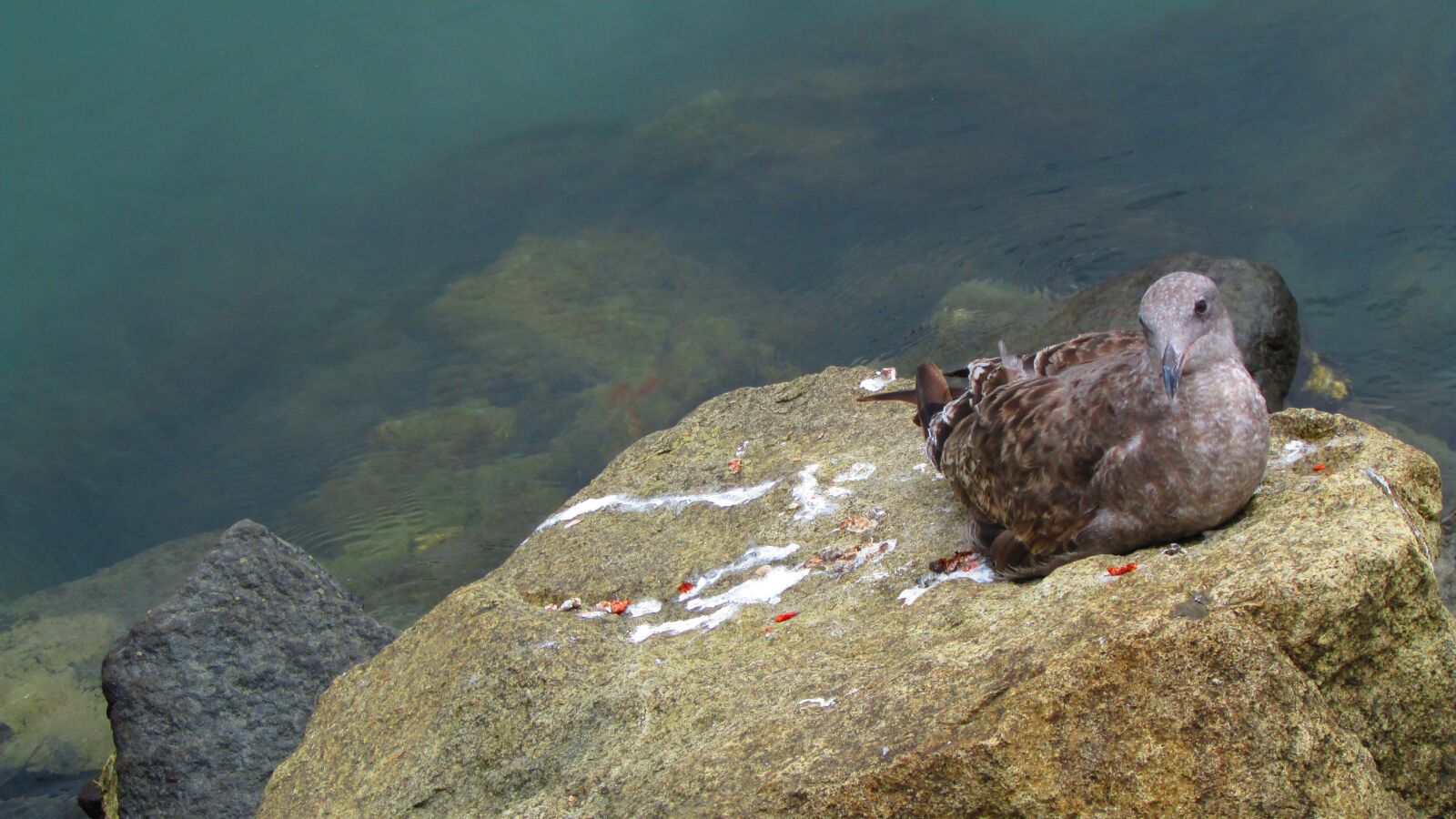 Canon PowerShot SX500 IS sample photo. Gull, bird, sea photography