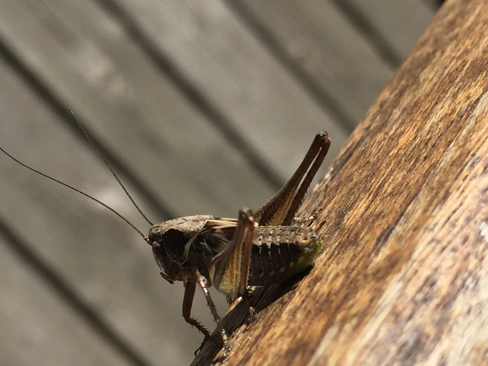 iPhone 6 back camera 4.15mm f/2.2 sample photo. Grasshopper, closeup, brown photography