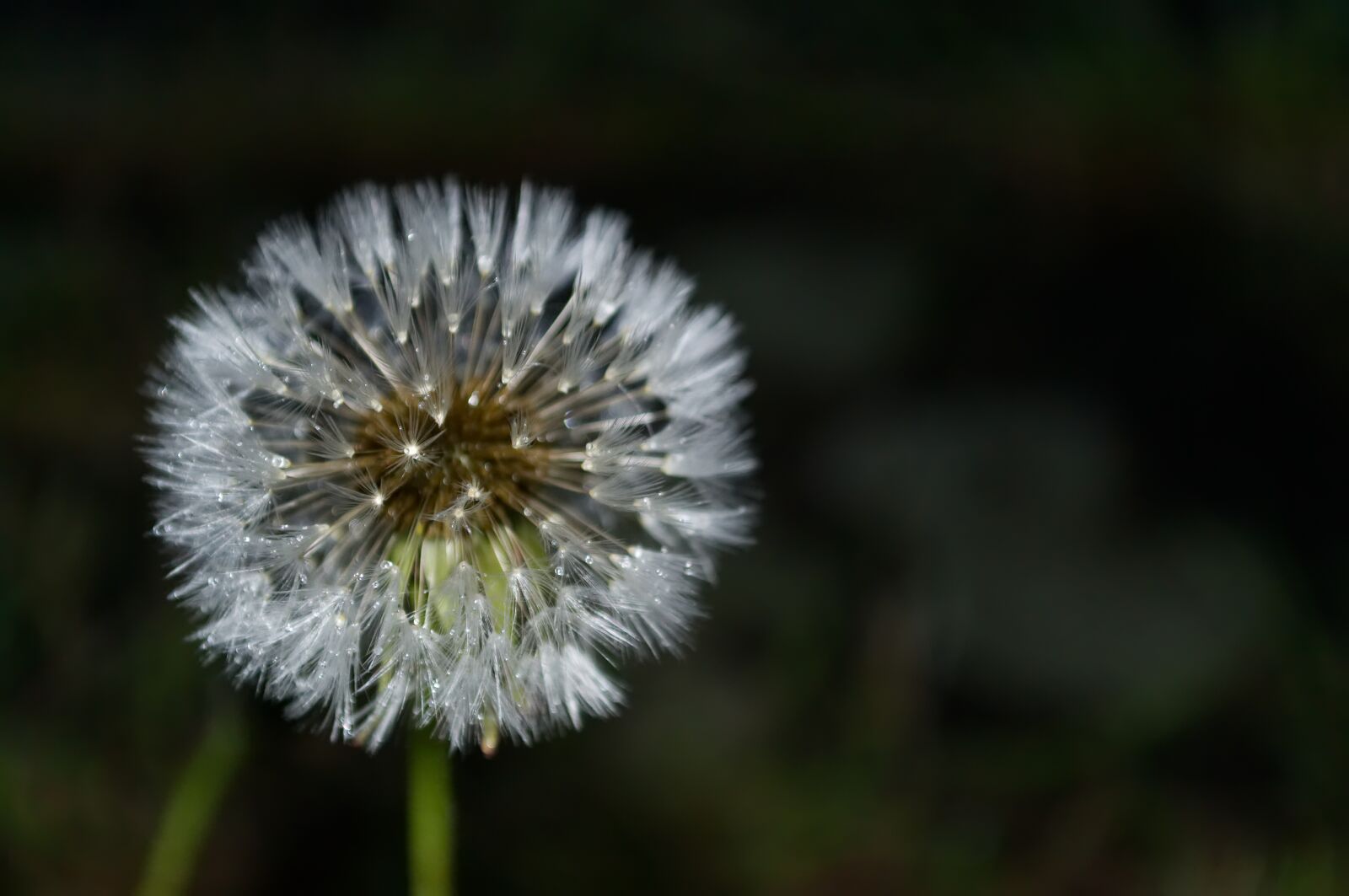 Nikon D3100 sample photo. Dandelion, rain, wet photography