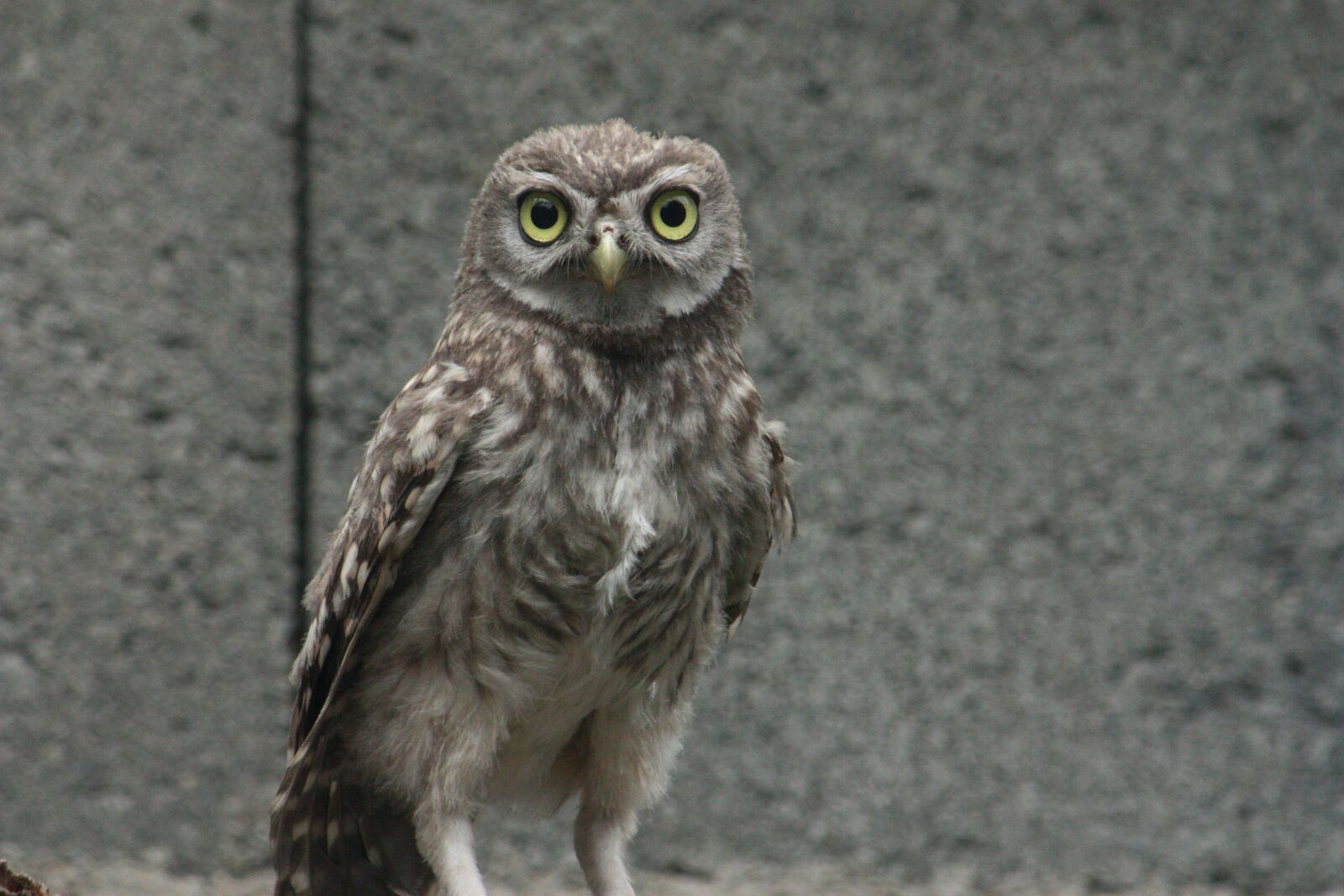 Canon EOS 450D (EOS Rebel XSi / EOS Kiss X2) sample photo. Owl, bird, raptor photography