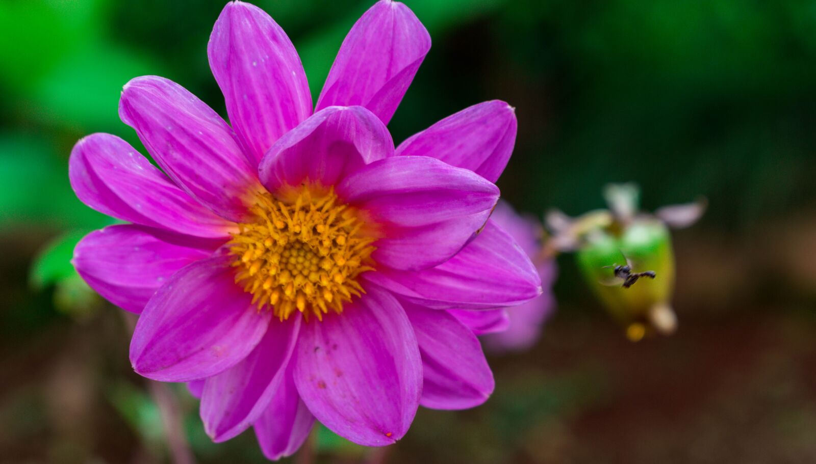 Nikon D3500 sample photo. Flower, pink, plant photography