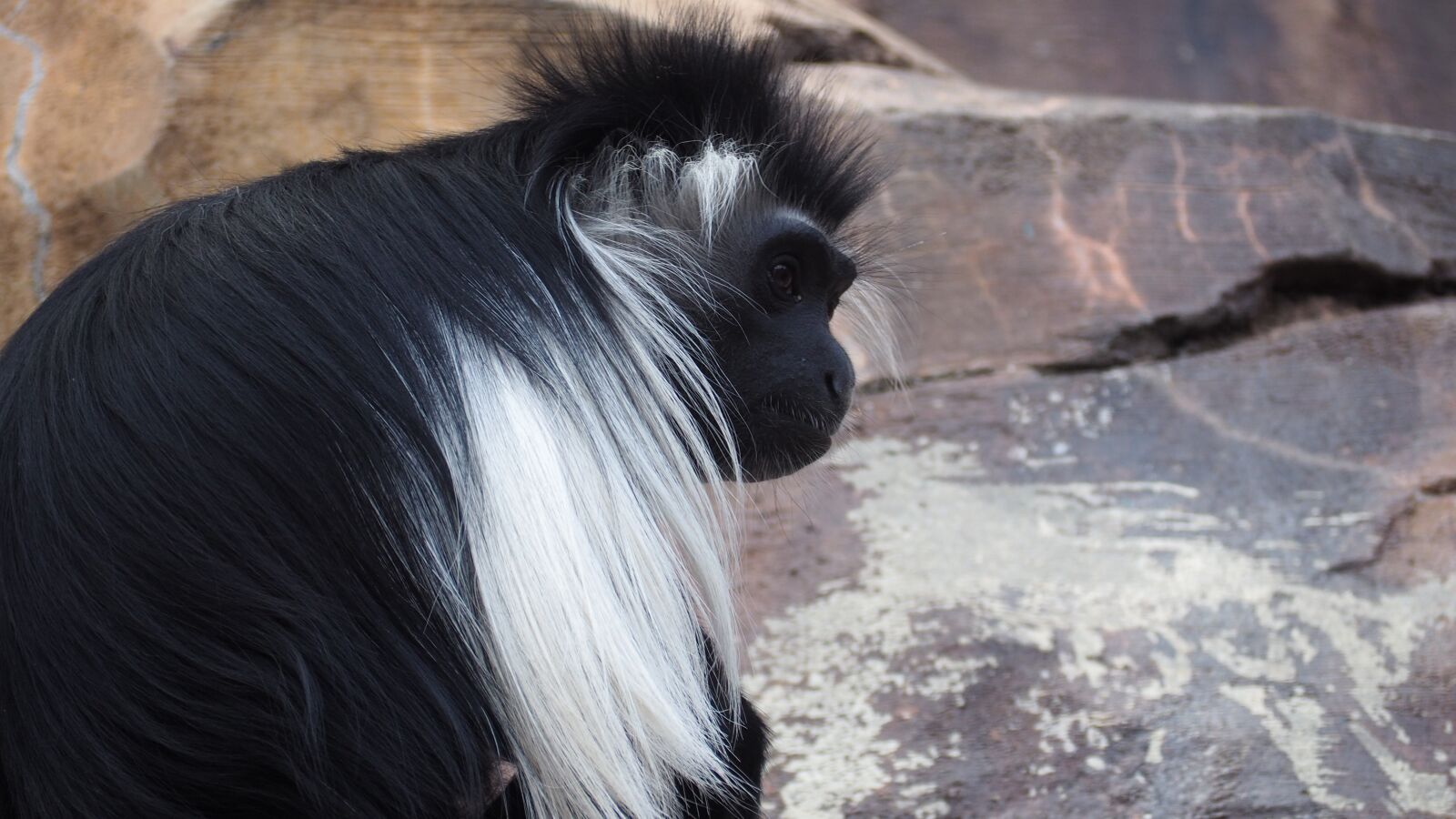 Olympus OM-D E-M10 II sample photo. Blue monkey, monkey, animal photography