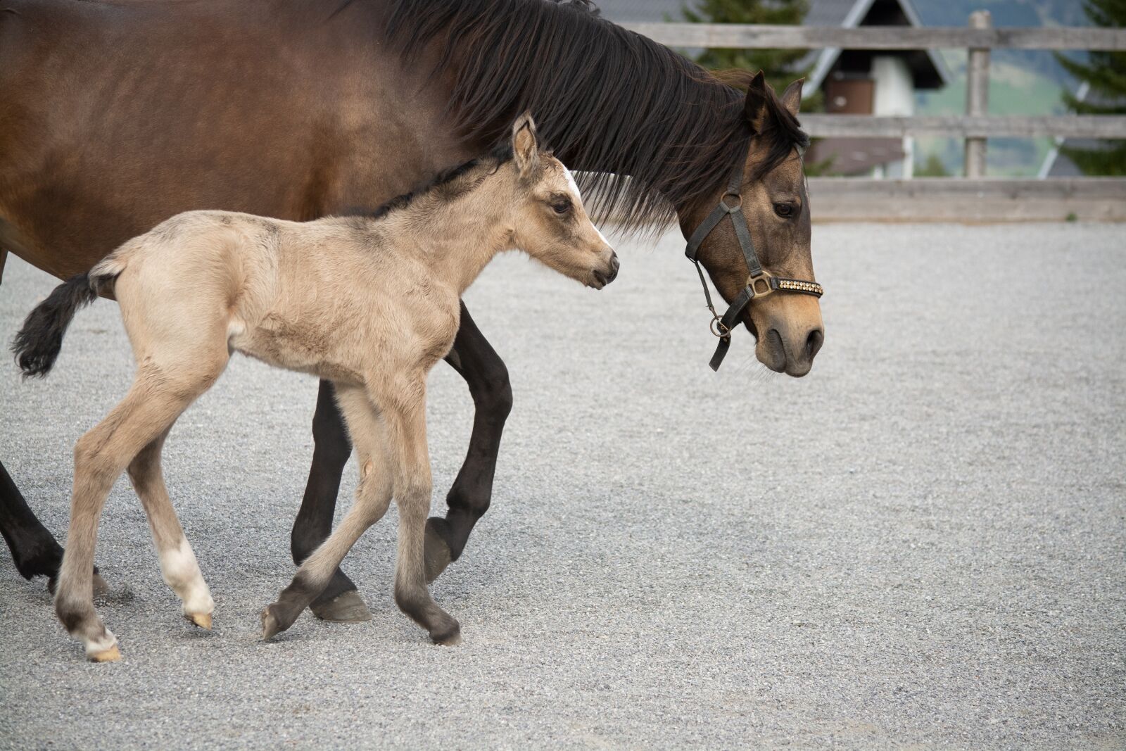 Nikon D7100 sample photo. Foal, mare, horse photography