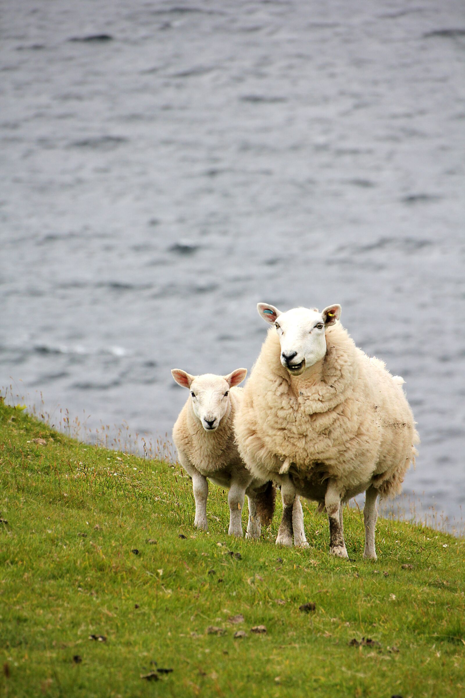 Canon EOS 550D (EOS Rebel T2i / EOS Kiss X4) sample photo. Sheep, lamb, meadow photography