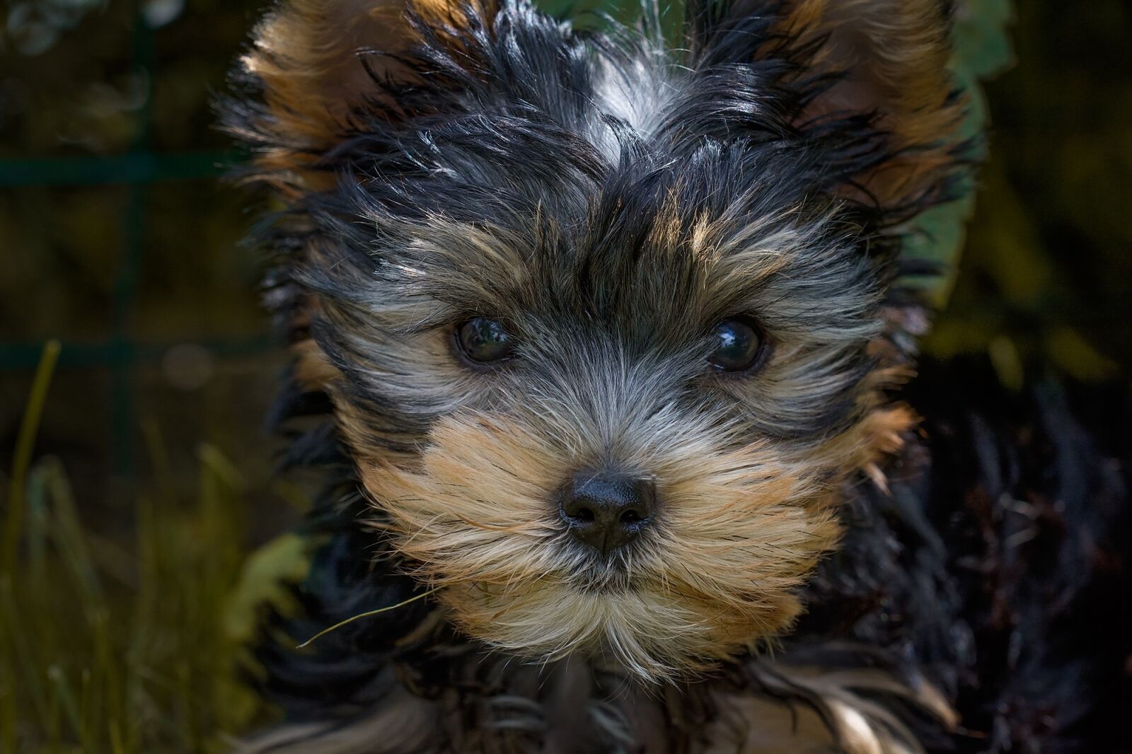 Nikon D7100 sample photo. Dog, puppy, yorkshire terrier photography
