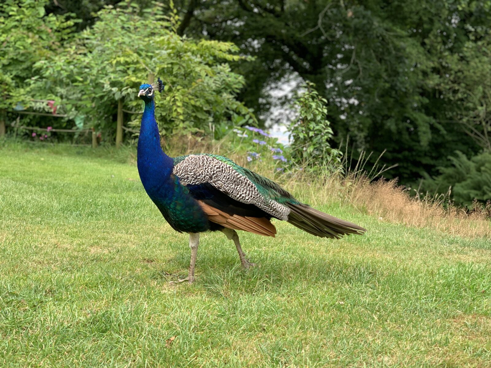 Apple iPhone XS Max + iPhone XS Max back dual camera 6mm f/2.4 sample photo. Peacock, bird, colorful photography
