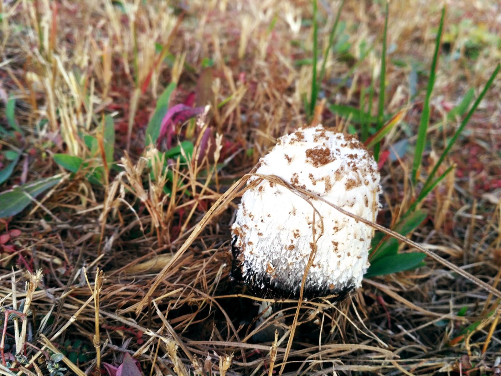 Xiaomi Redmi 3S sample photo. Automu, liu, xinghua photography