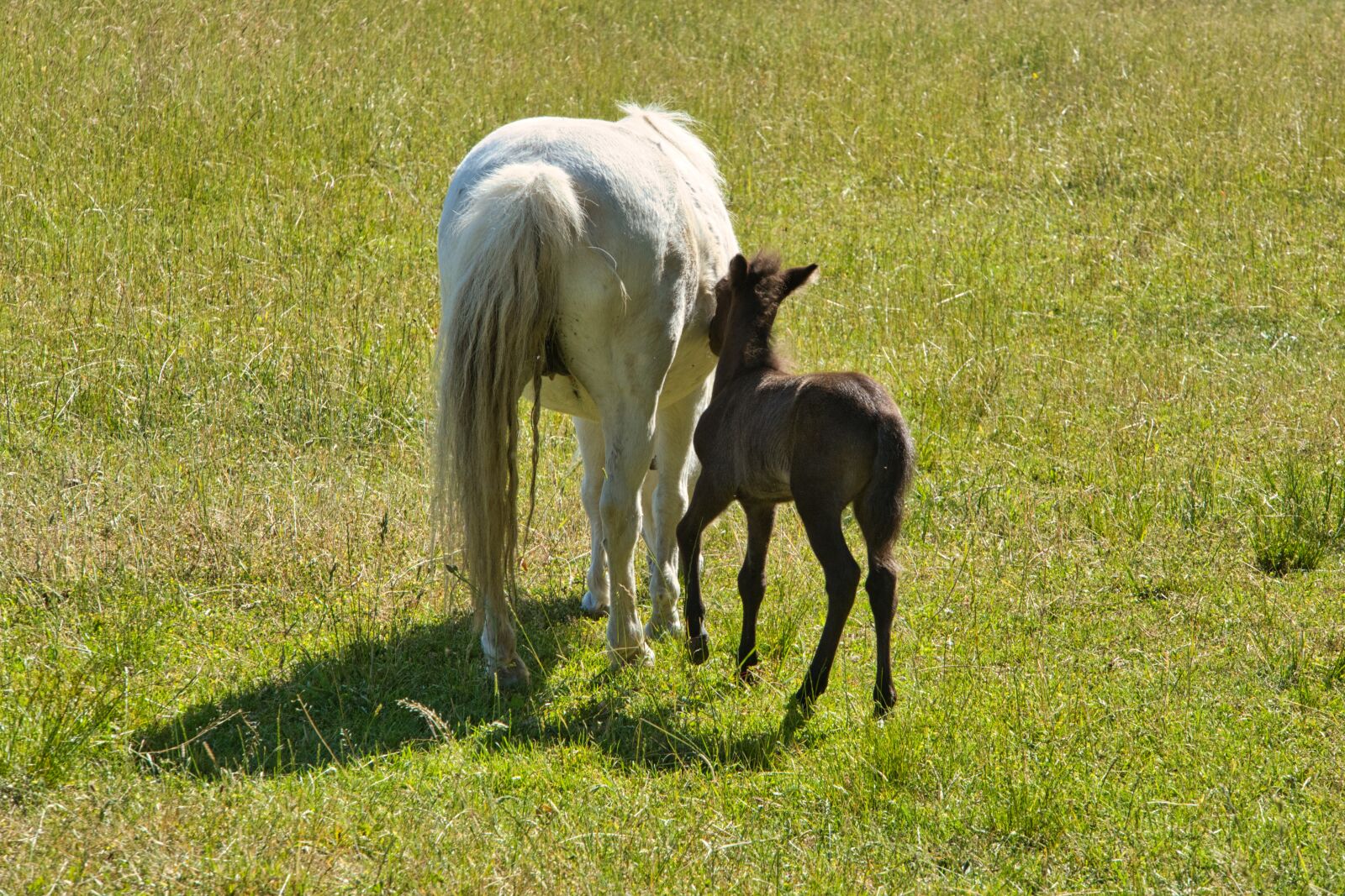 Sony a6400 sample photo. Foal, young animal, pony photography