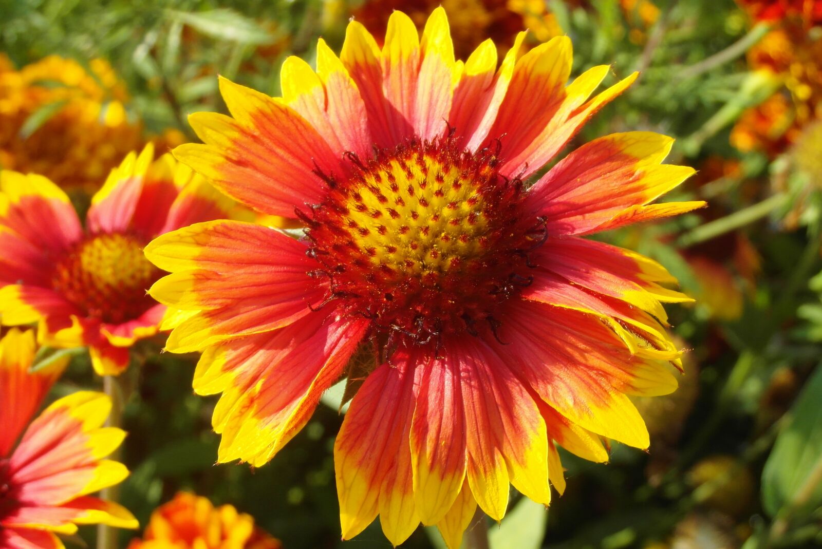 Samsung WB750 sample photo. Gailardia nadobna, the flowers photography