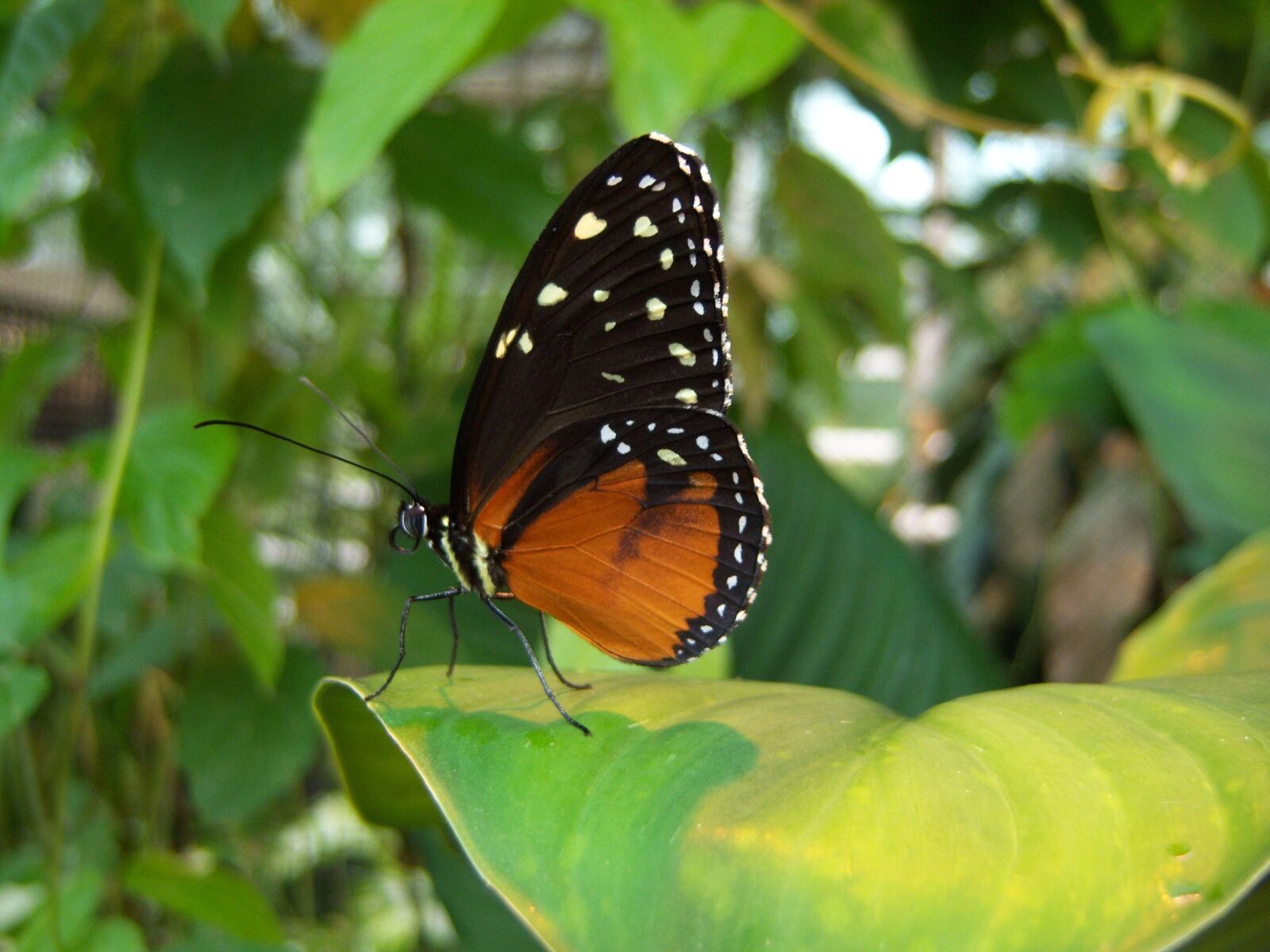 Kodak EASYSHARE V803 ZOOM DIGITAL CAMERA sample photo. Butterfly, insect, animal photography