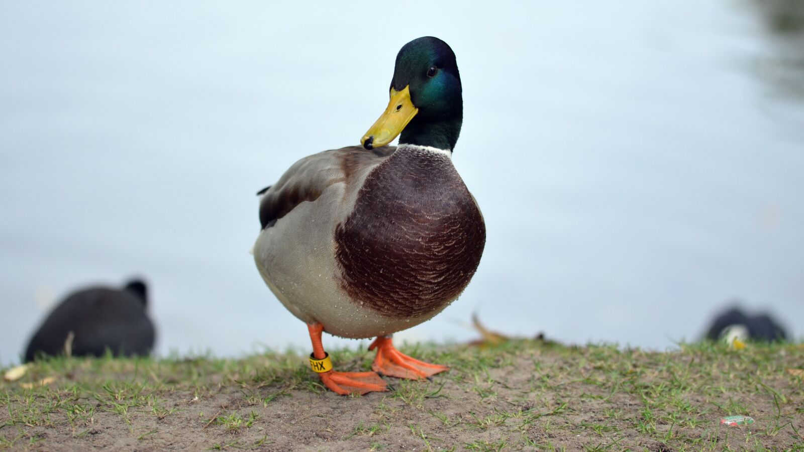 Nikon D5100 sample photo. Duck, male, bird photography
