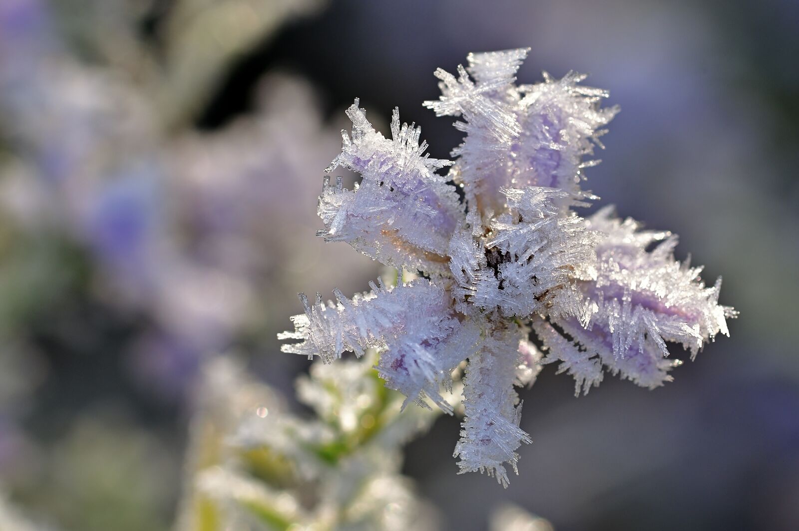 Nikon D5200 sample photo. Garden, herbstaster, hoarfrost photography