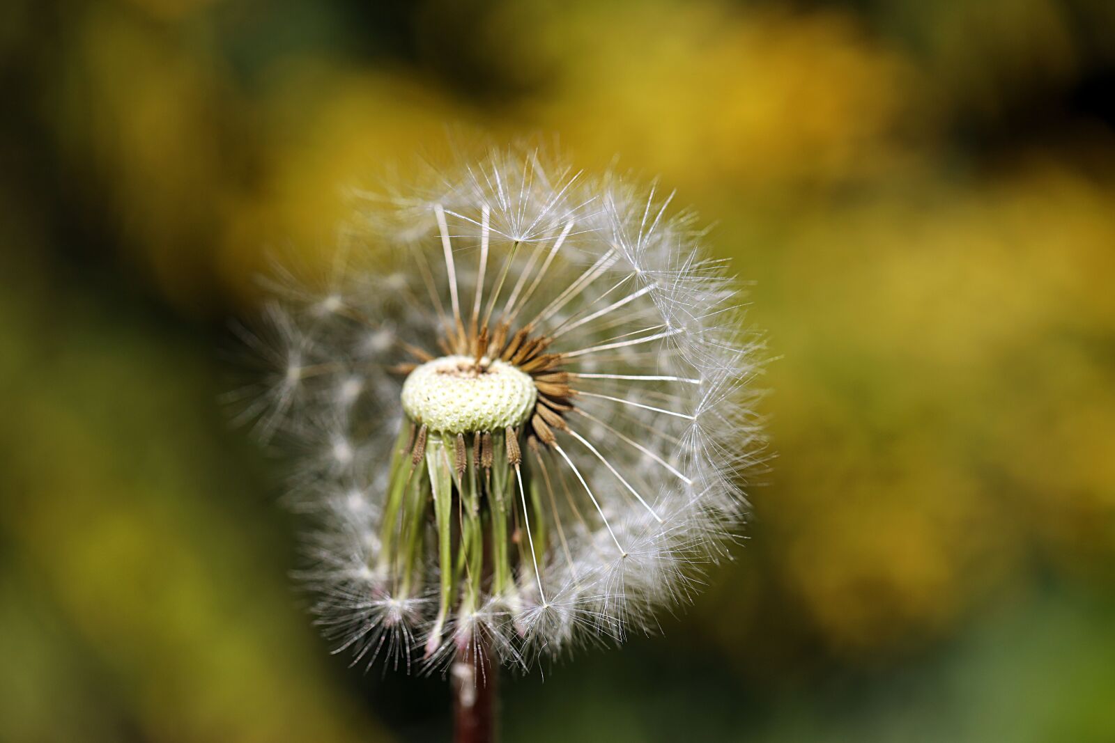 Canon EOS R sample photo. Dandelion, flower, spring photography