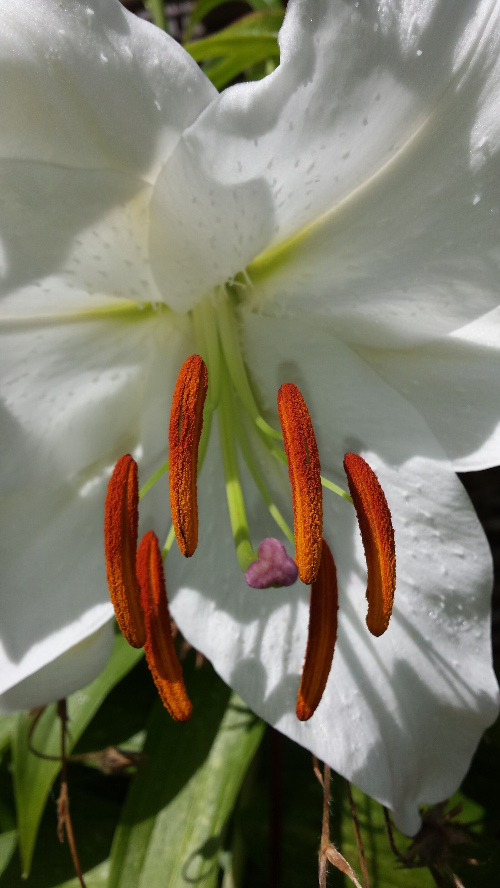 Samsung Galaxy S4 sample photo. Flower, lily, white flower photography