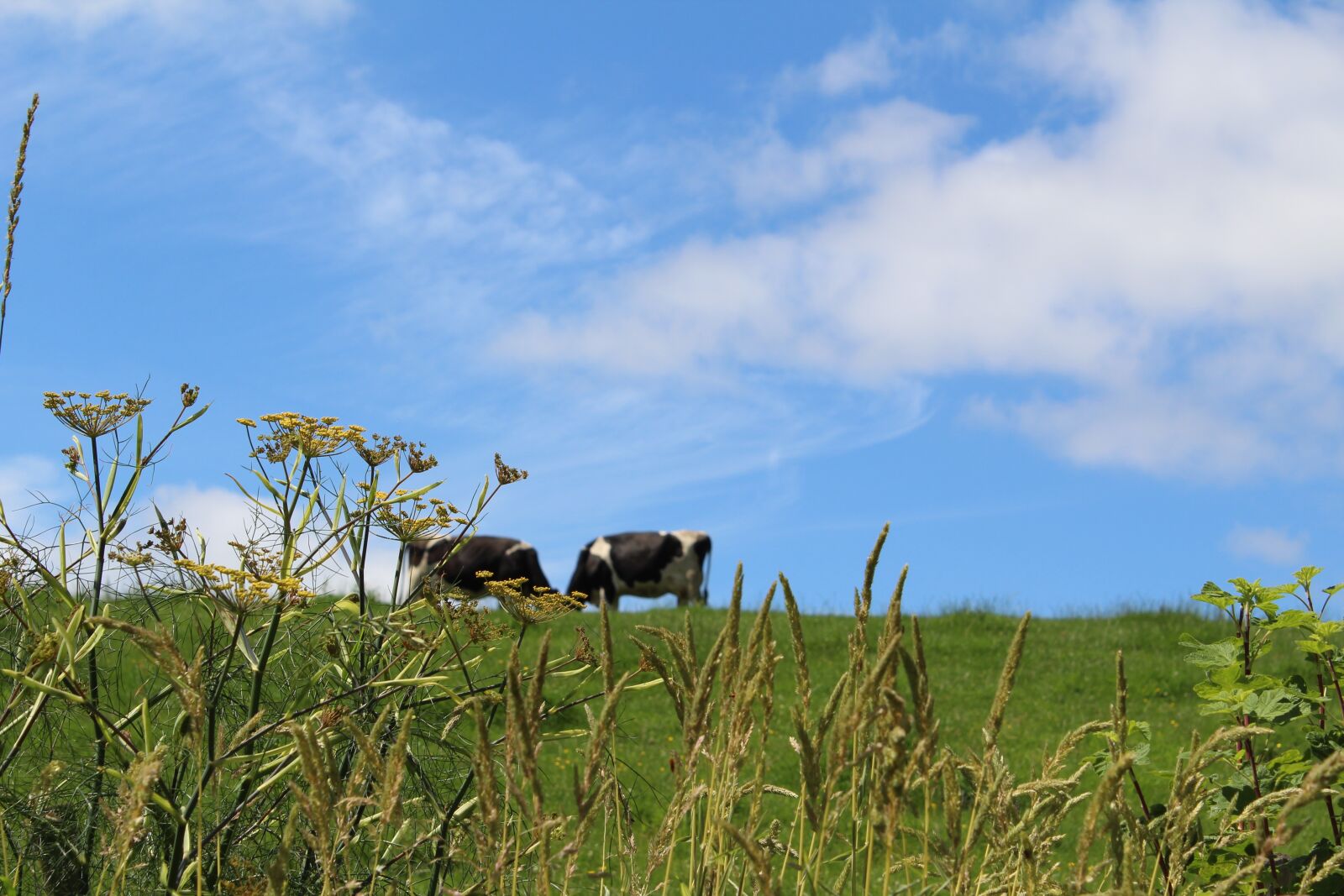 Canon EOS 1300D (EOS Rebel T6 / EOS Kiss X80) sample photo. Meadow, england, summer photography