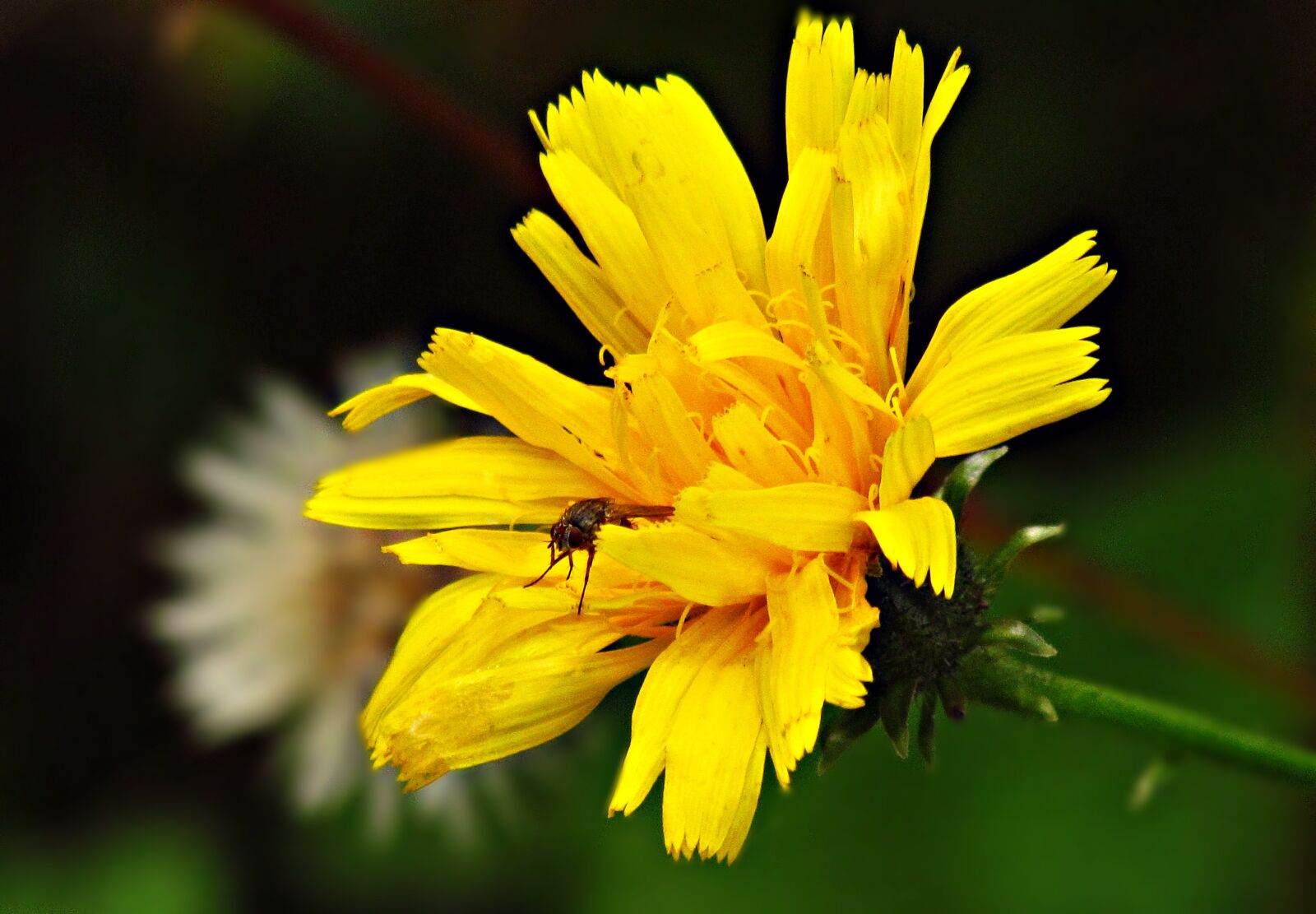 Canon PowerShot SX30 IS sample photo. Flower, plant, nature photography