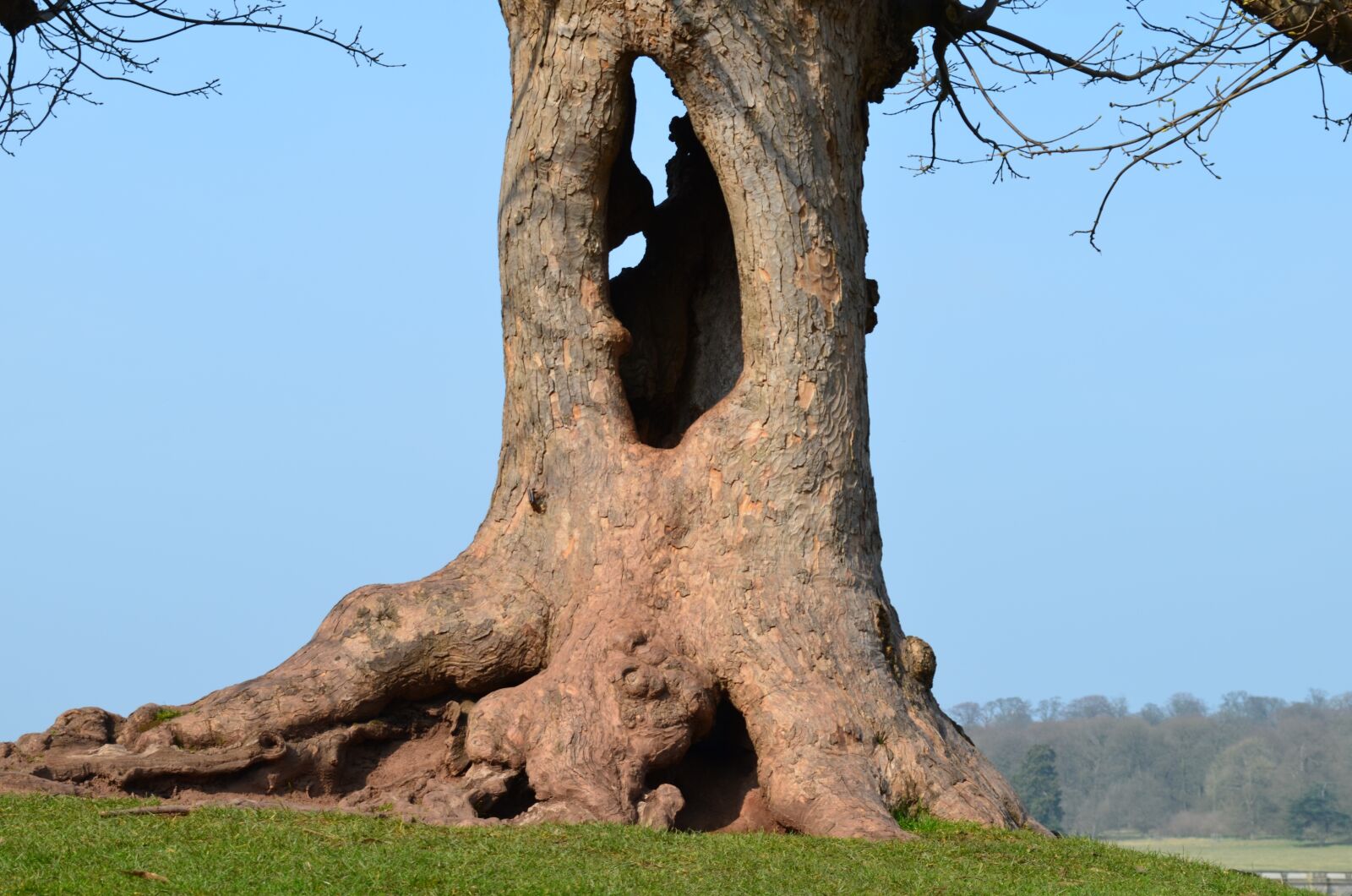 Nikon D5100 sample photo. Kedleston hall, hollow tree photography