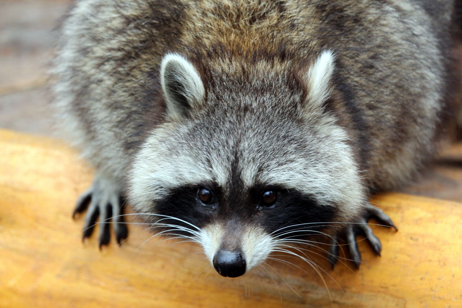 Canon EF-S 55-250mm F4-5.6 IS STM sample photo. Raccoon, animal, nature photography