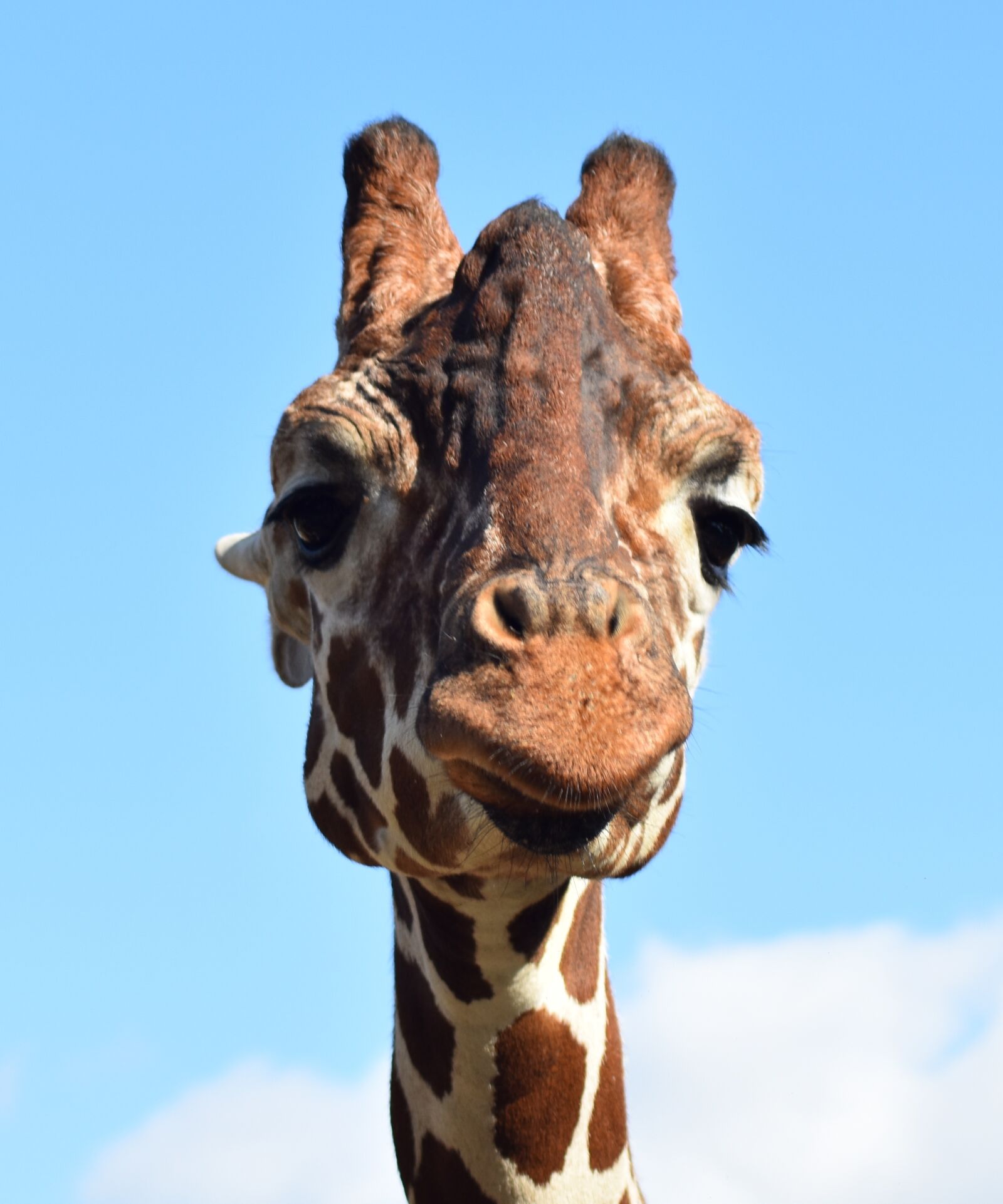 Nikon D3400 sample photo. Giraffe, face, africa photography